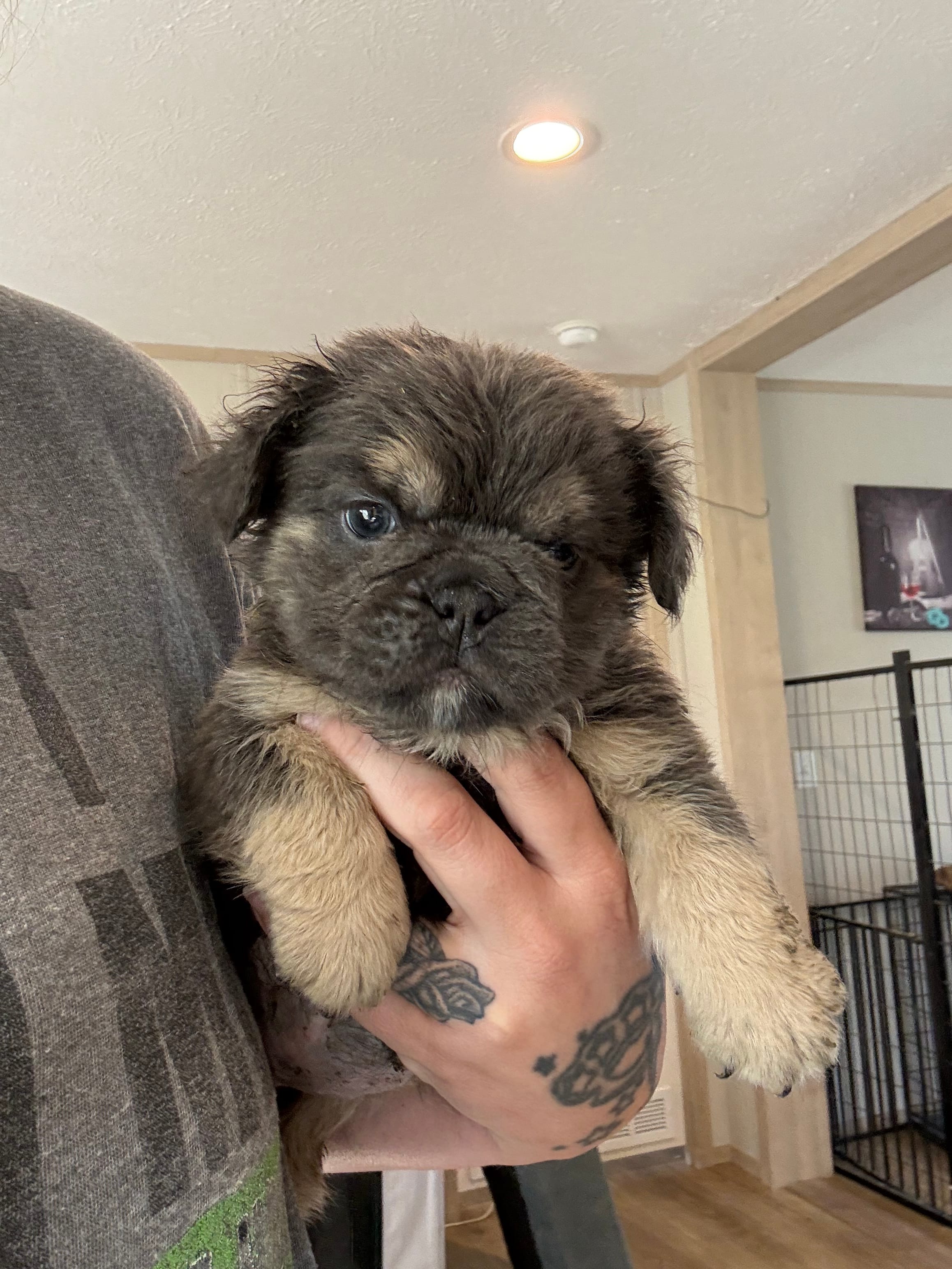 Blue fluffy – English Bulldog puppy for sale in Clymer, PA