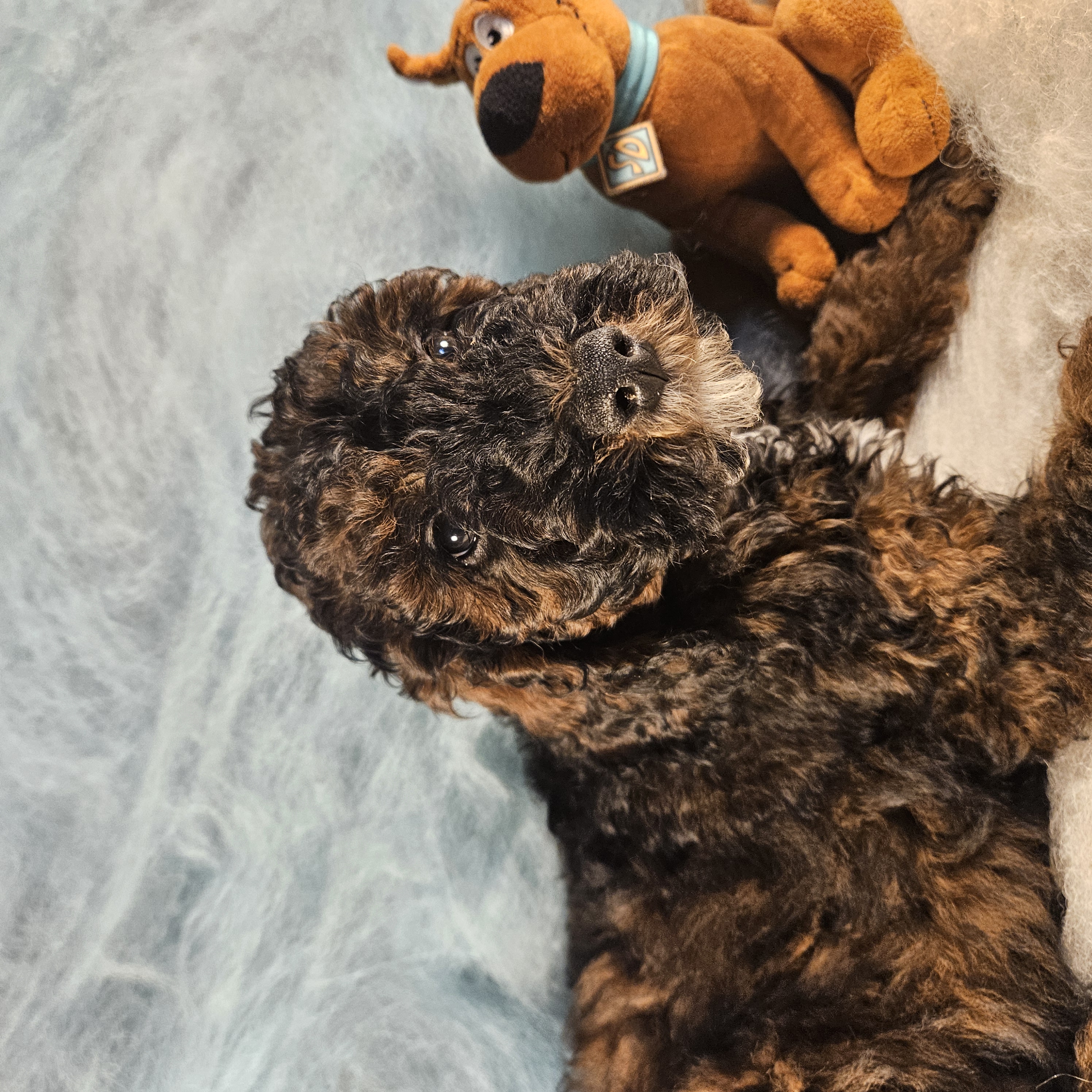 Sable, in training – Poodle - Miniature  puppy for sale in Whitewater, WI