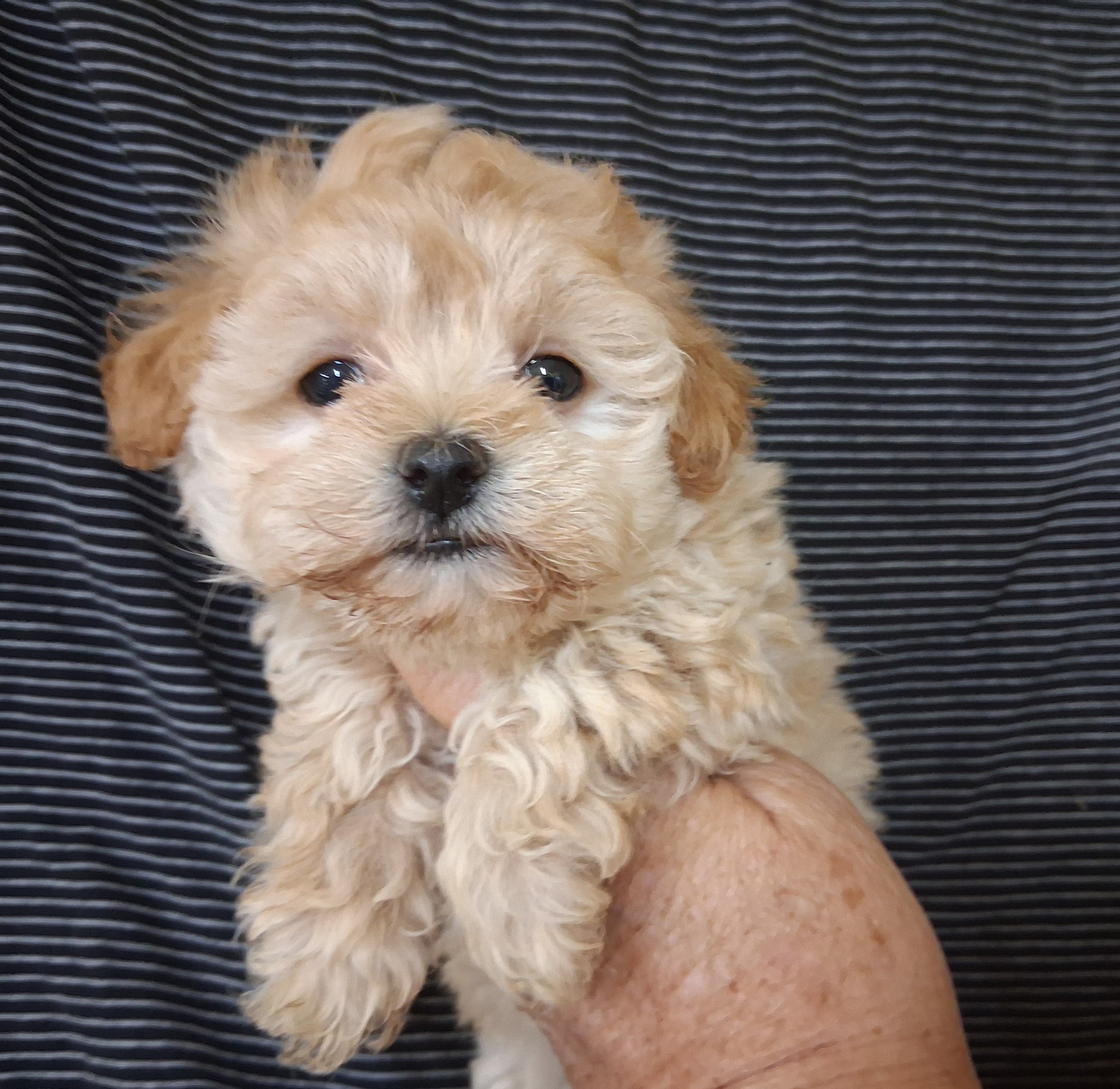 Phoebe – Maltipoo puppy for sale in San Antonio, TX
