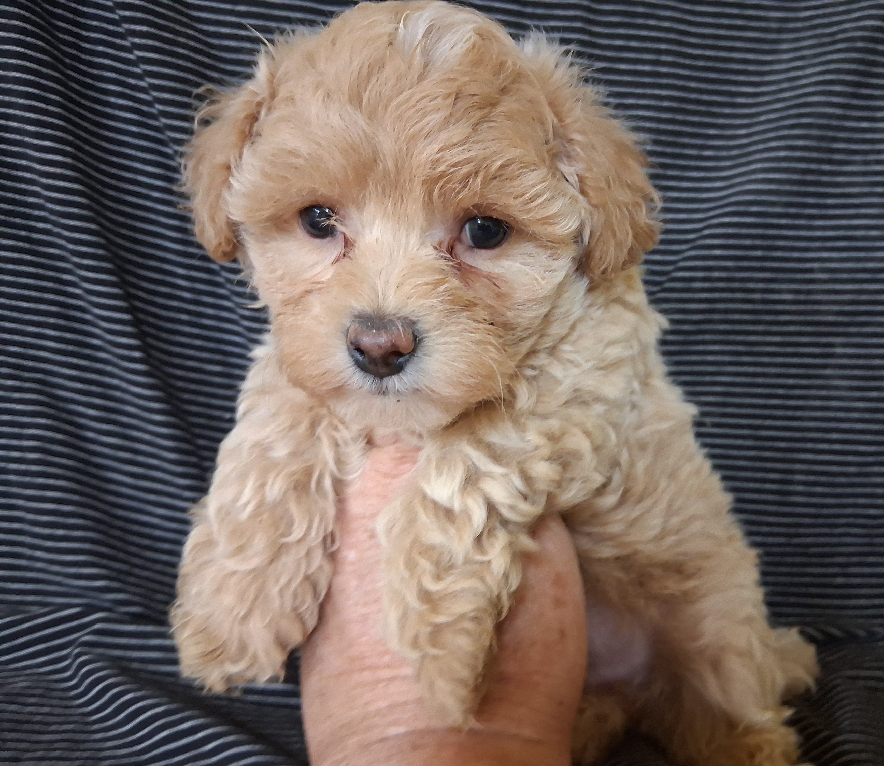Asher – Maltipoo puppy for sale in San Antonio, TX