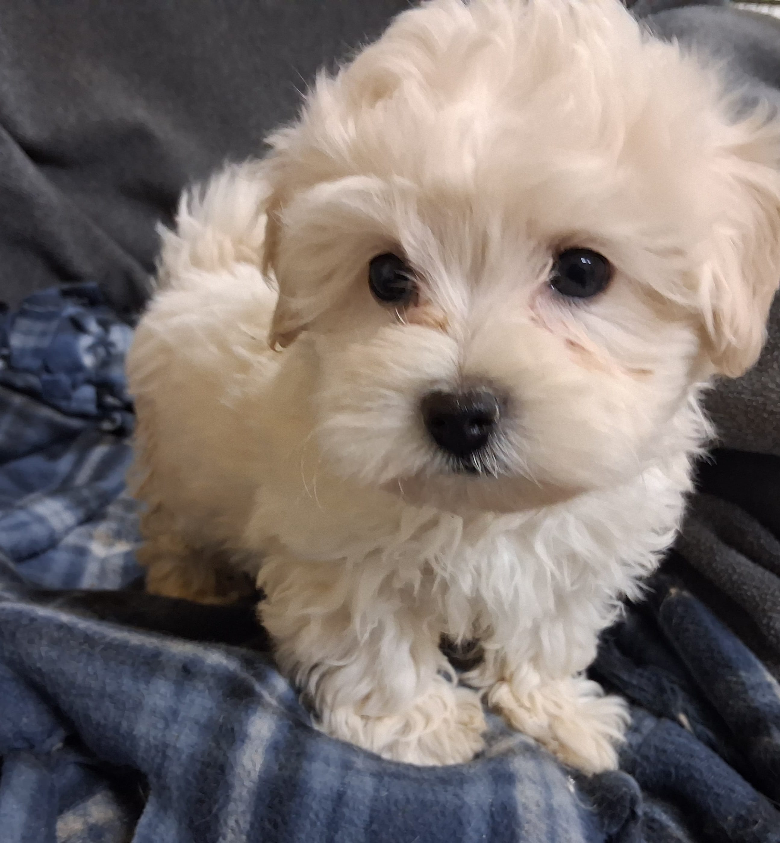 Jude – Maltipoo puppy for sale in San Antonio, TX