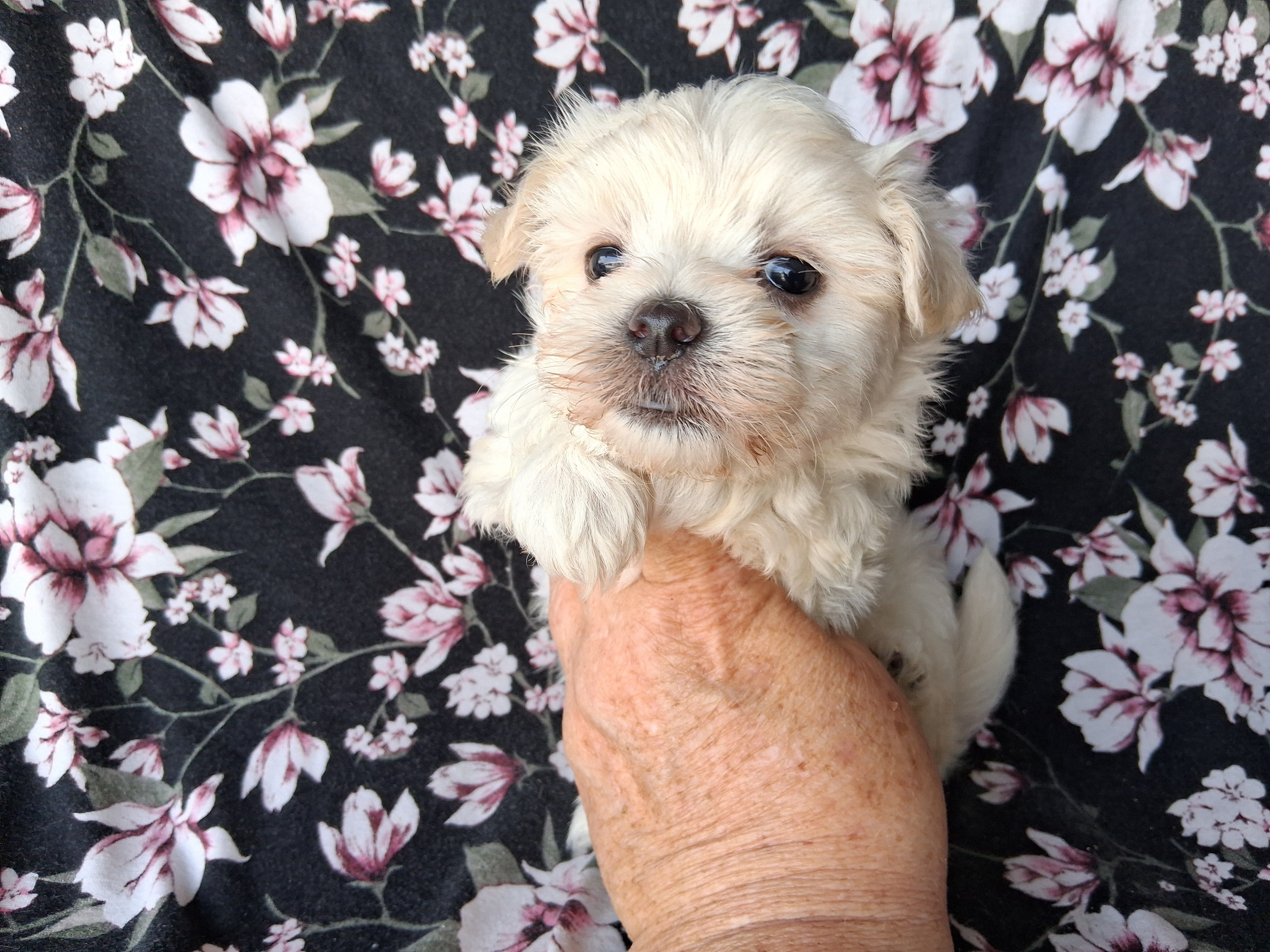 Silas (AKC) – Maltese puppy for sale in San Antonio, TX