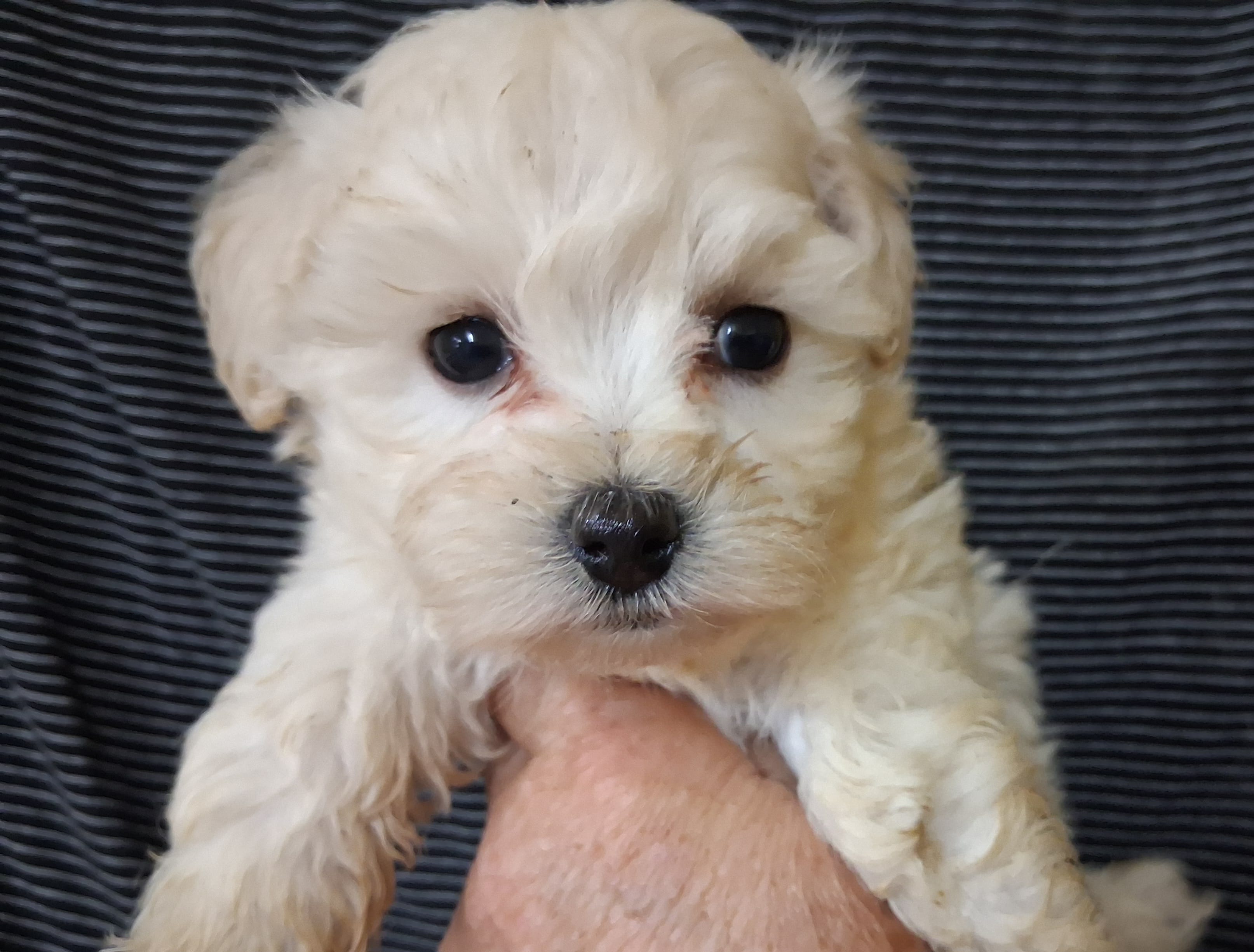 Jude – Maltipoo puppy for sale in San Antonio, TX