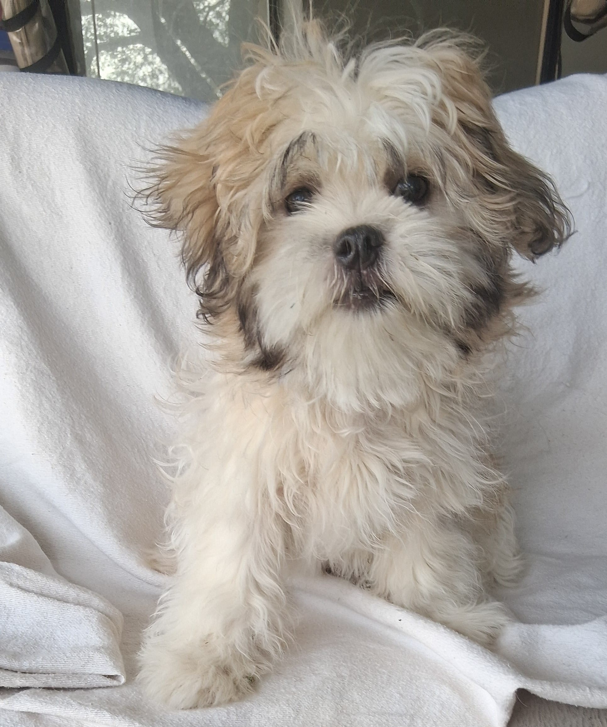 Lottie Lou  – Maltese, Shih Tzu puppy for sale in San Antonio, TX