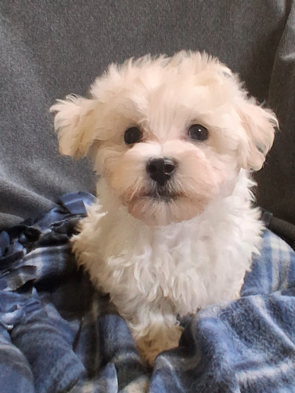 Micah – Maltipoo puppy for sale in San Antonio, TX