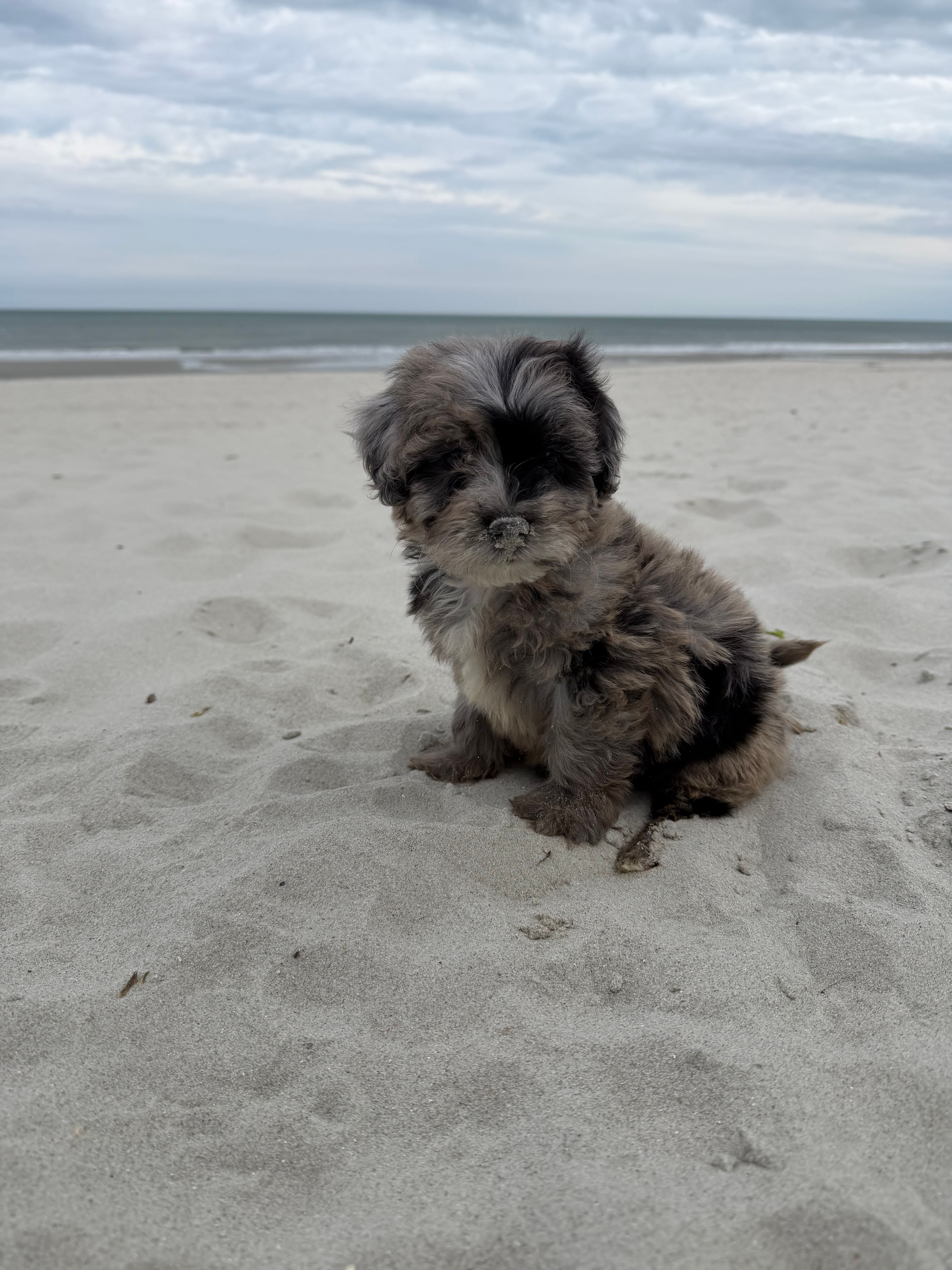 Snickers  – Miniature Bernedoodle puppy for sale in Myrtle Beach, SC