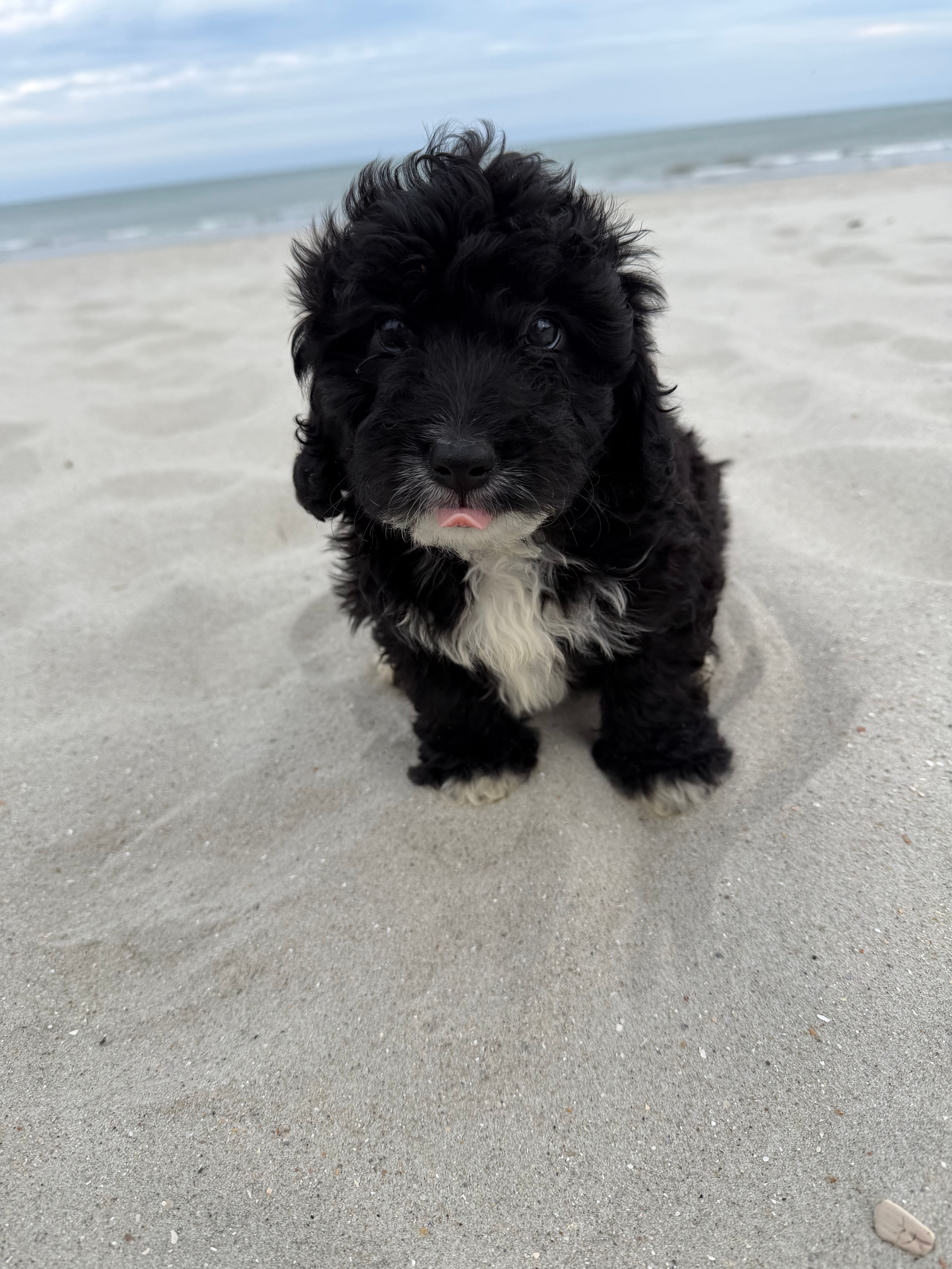 Muffin, a male Miniature Bernedoodle for sale in Myrtle Beach, SC – Photo 2 of 4