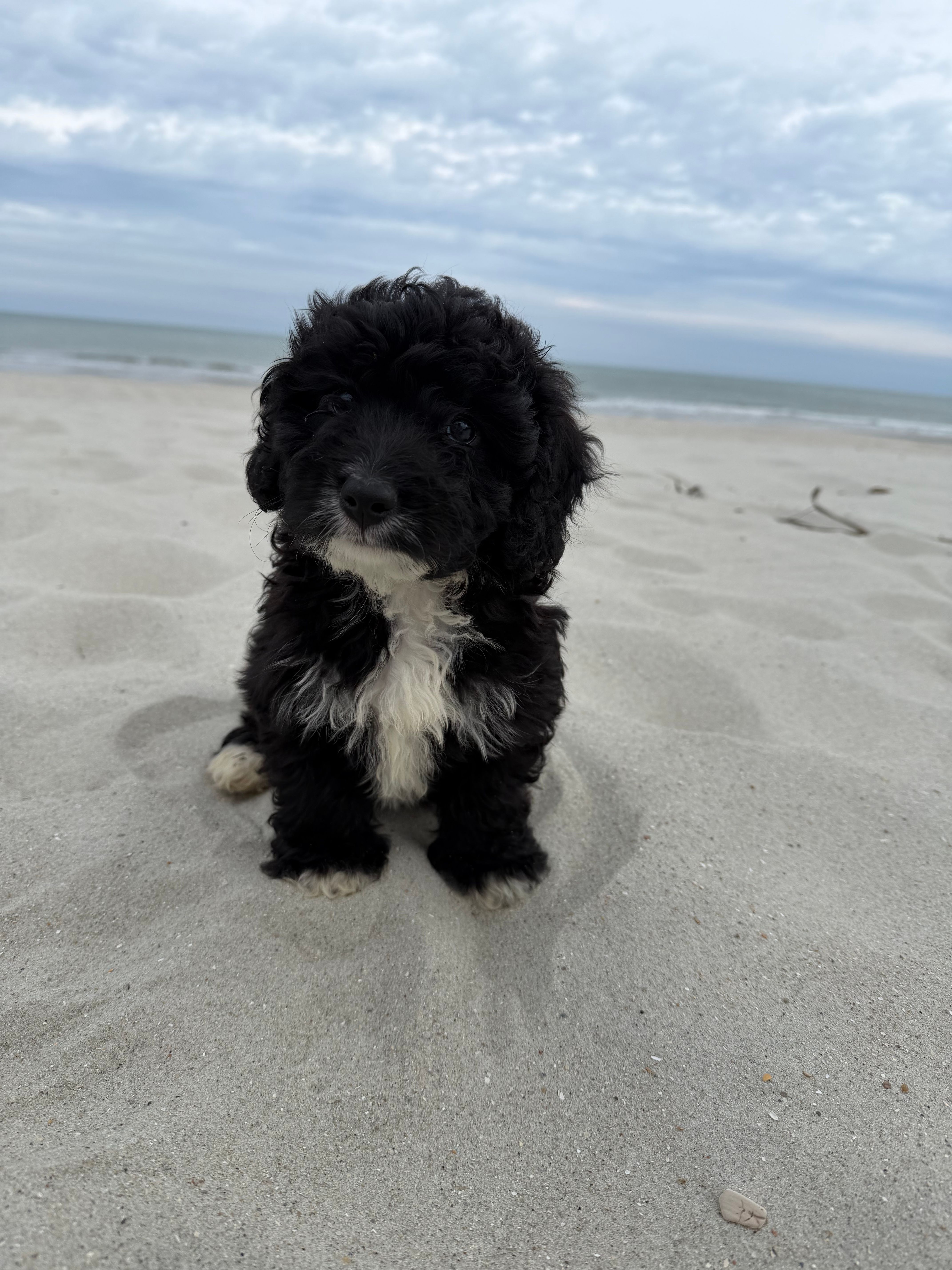 Muffin – Miniature Bernedoodle puppy for sale in Myrtle Beach, SC