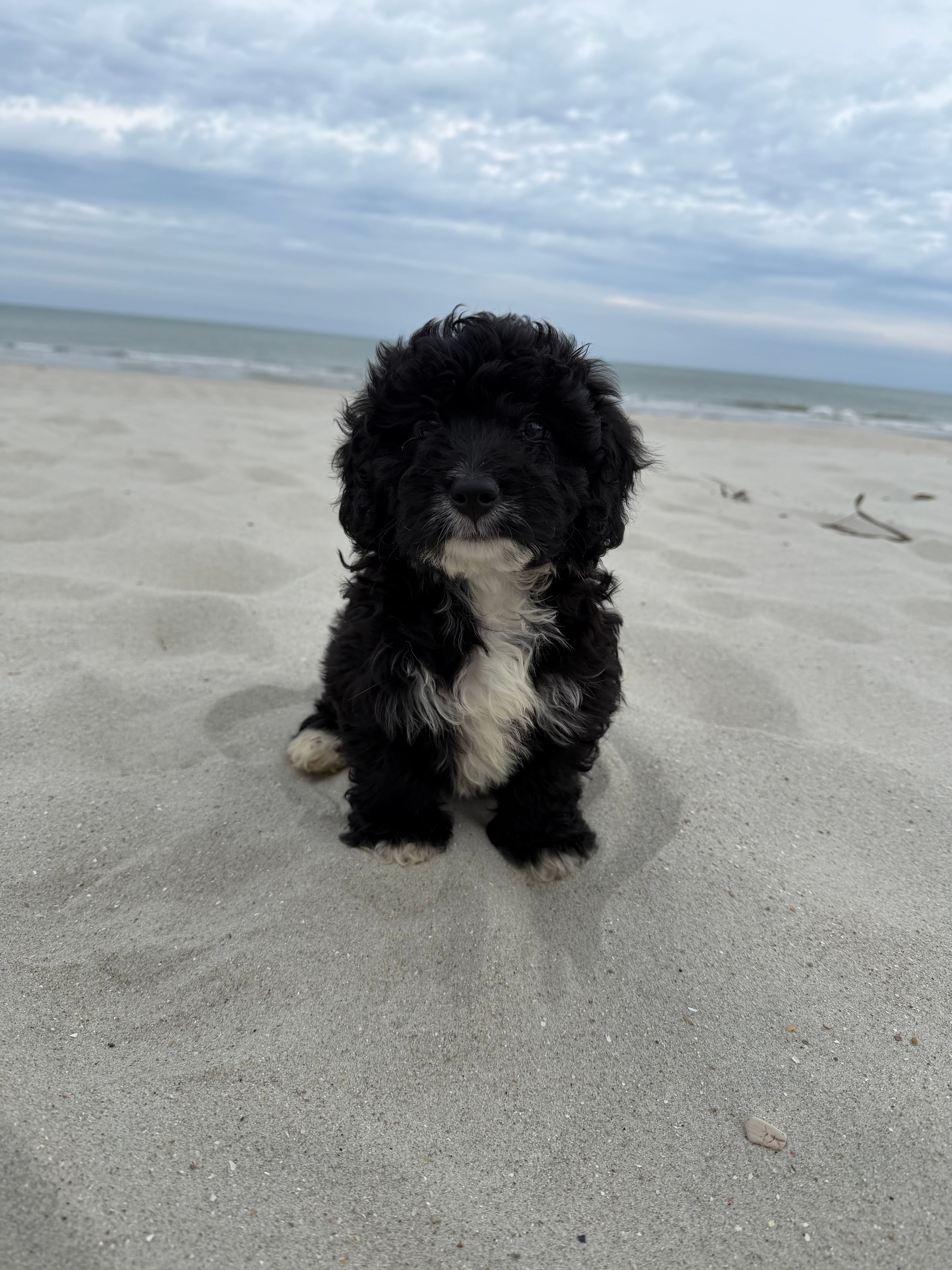 Muffin, a male Miniature Bernedoodle for sale in Myrtle Beach, SC – Photo 3 of 4