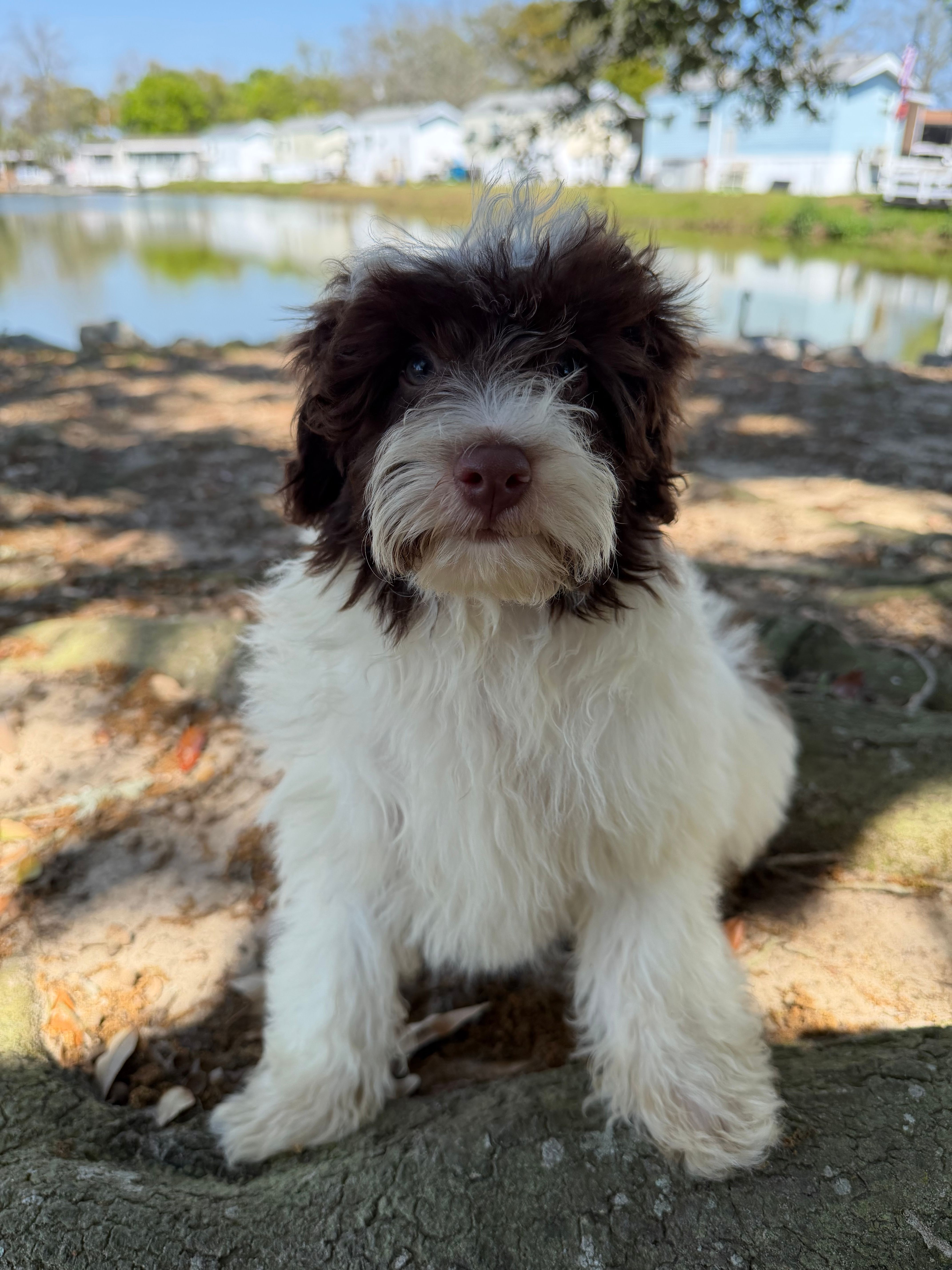 Swiss – Miniature Aussiedoodle puppy for sale in Myrtle Beach, SC