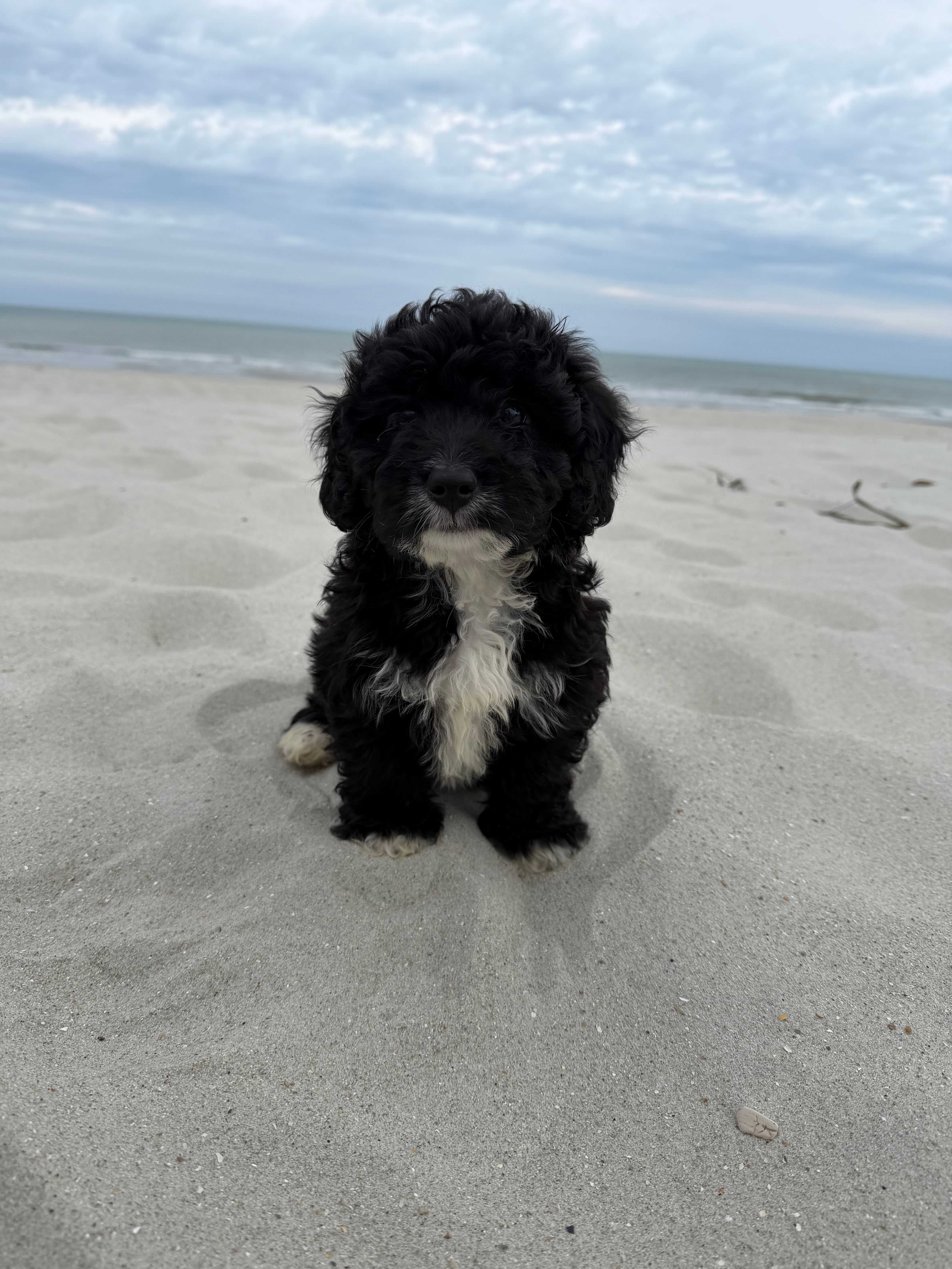 Muffin, a male Miniature Bernedoodle for sale in Myrtle Beach, SC – Photo 4 of 4
