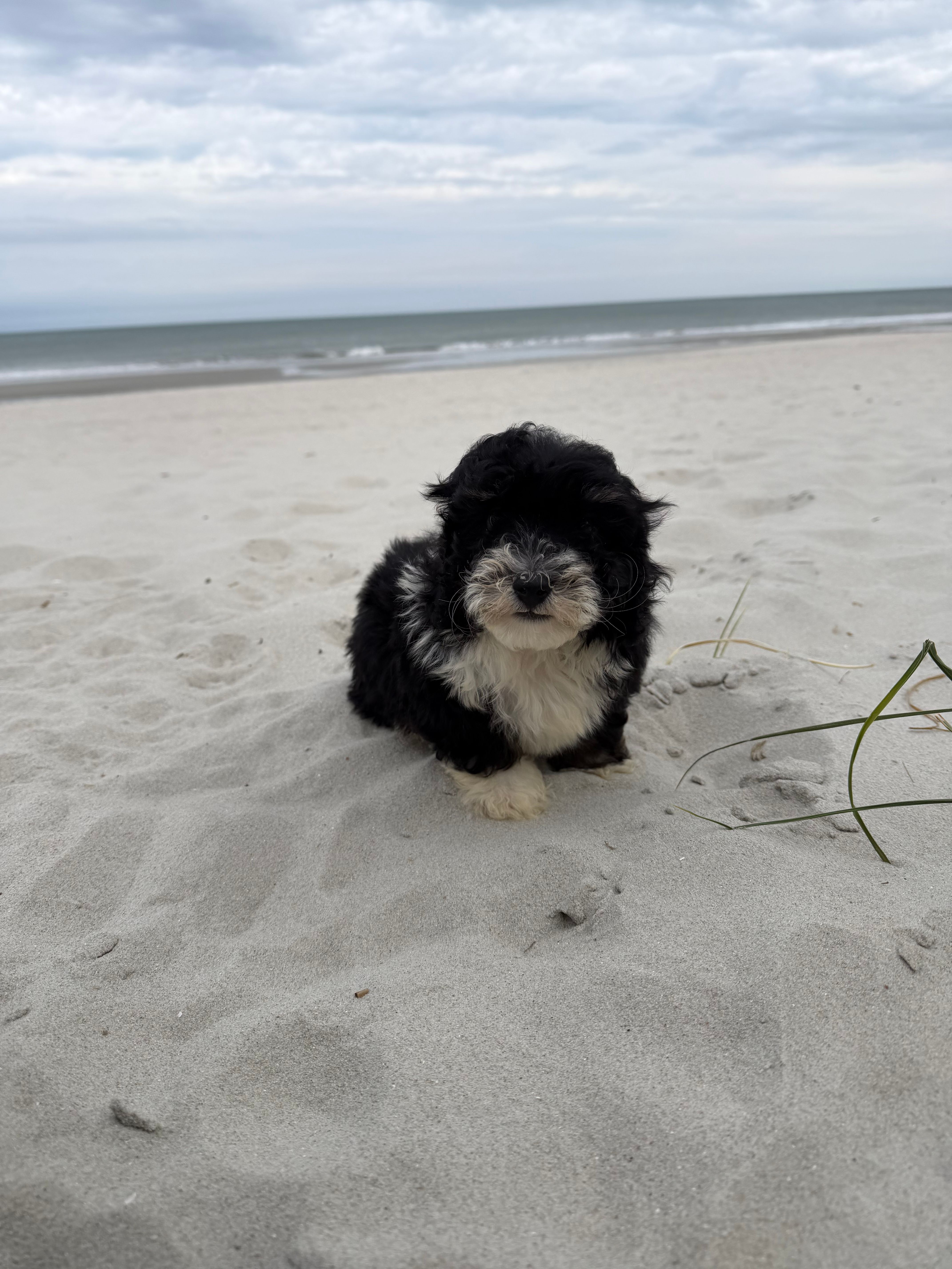 Teddy  – Miniature Bernedoodle puppy for sale in Myrtle Beach, SC