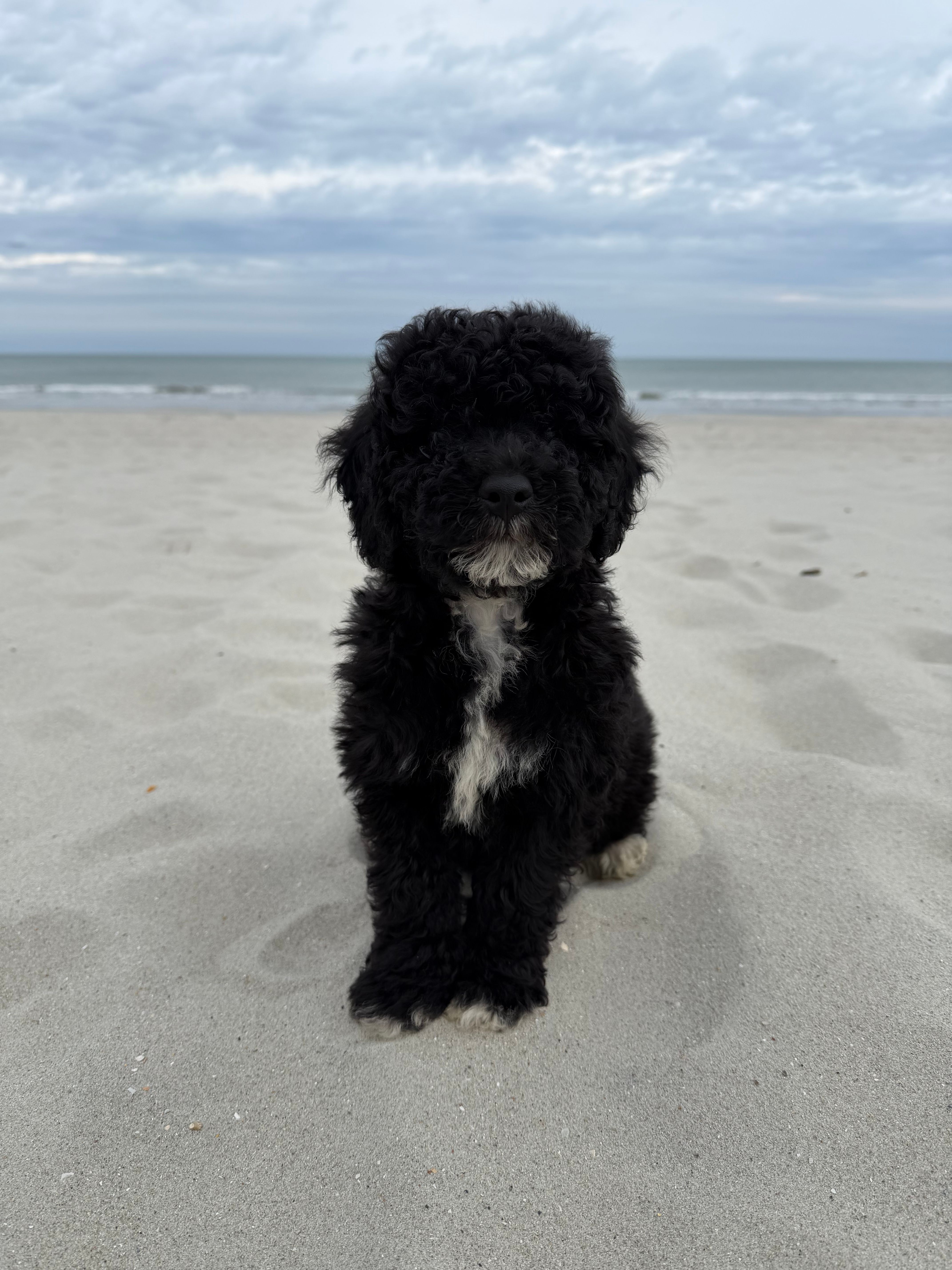Muffin – Miniature Bernedoodle puppy for sale in Myrtle Beach, SC