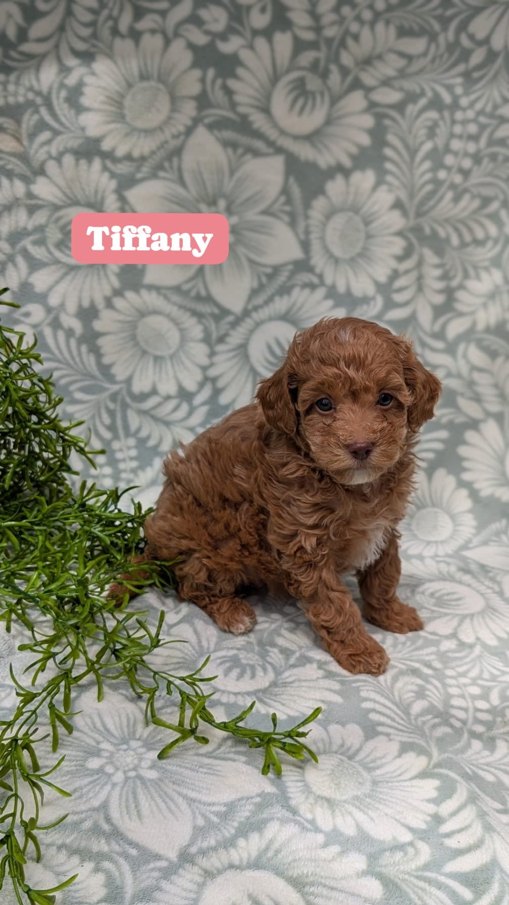 Tiffany, a female Poodle - Toy  for sale in Sarasota, FL – 2 of 5
