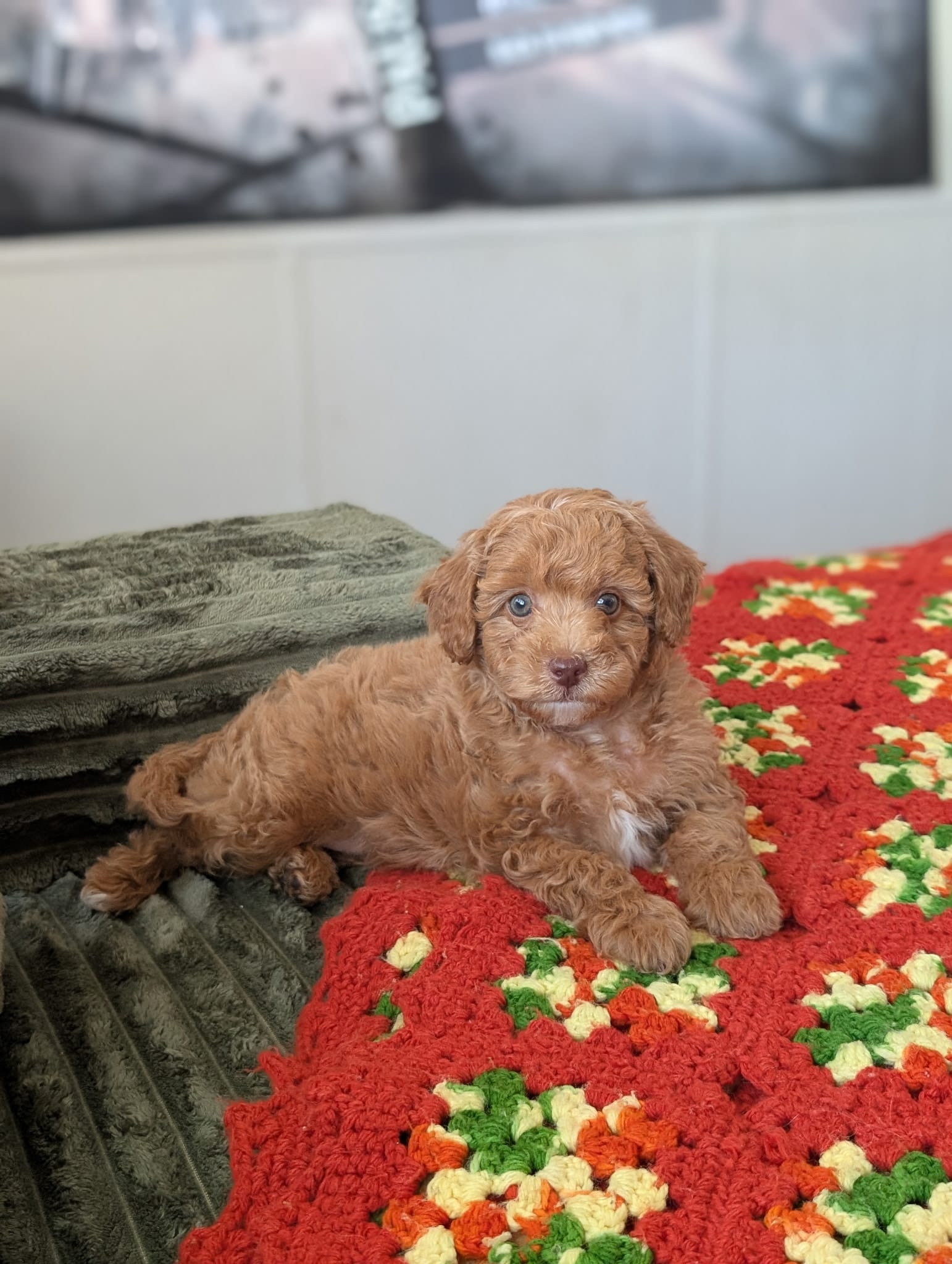 Tiffany – Poodle - Toy  puppy for sale in Sarasota, FL