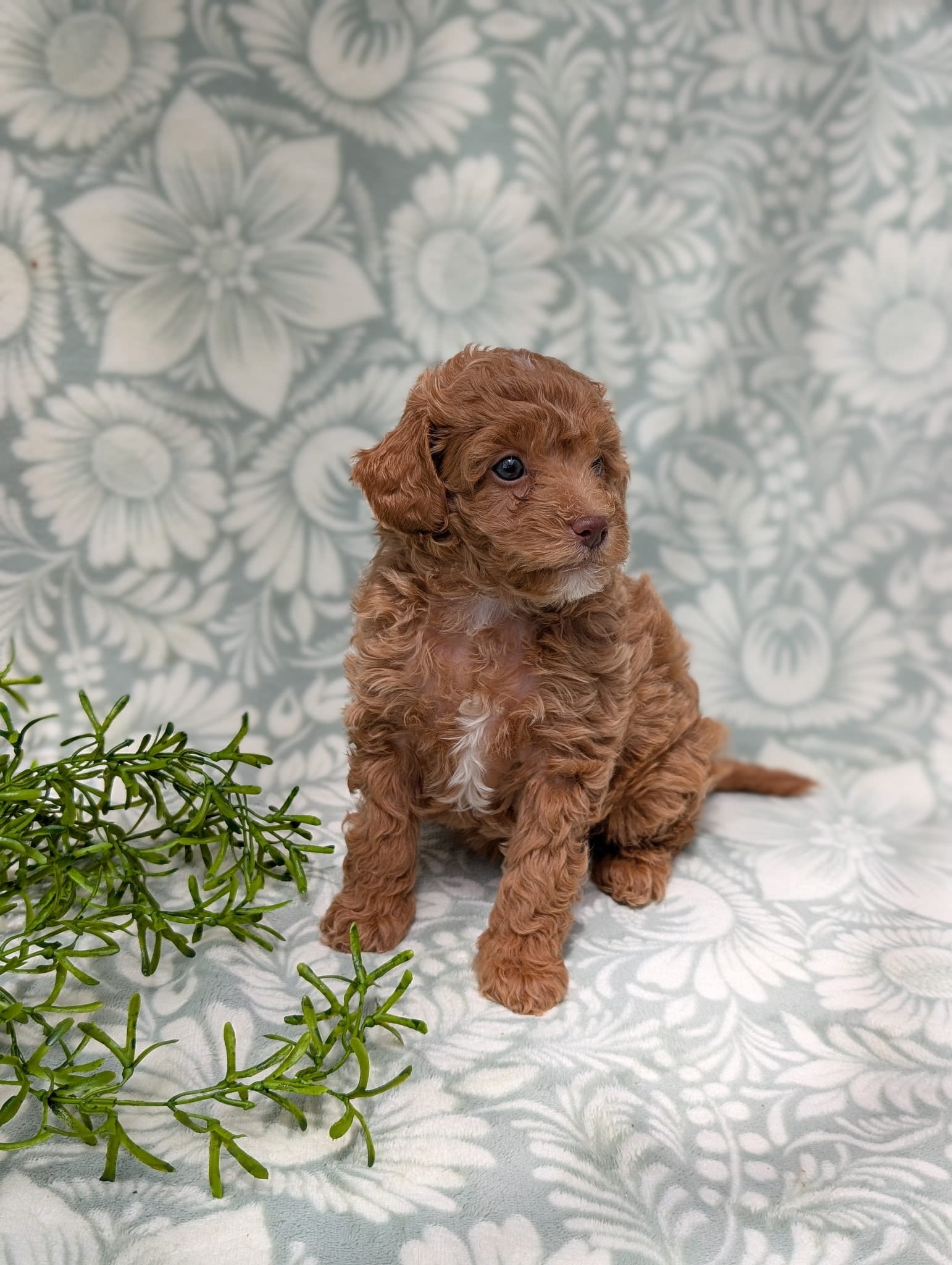 Tiffany, a female Poodle - Toy  for sale in Sarasota, FL – 4 of 5