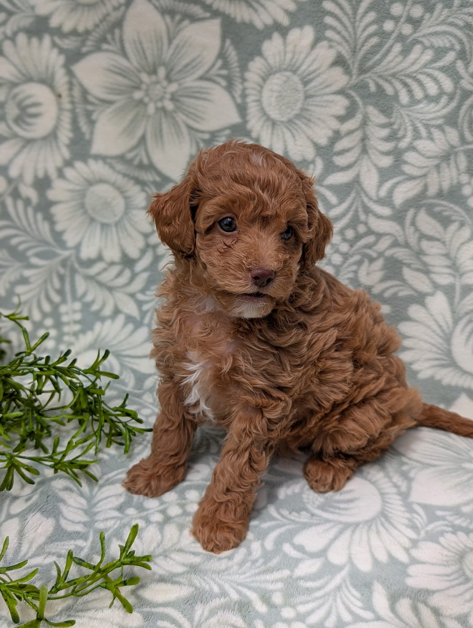 Tiffany, a female Poodle - Toy  for sale in Sarasota, FL – 5 of 5