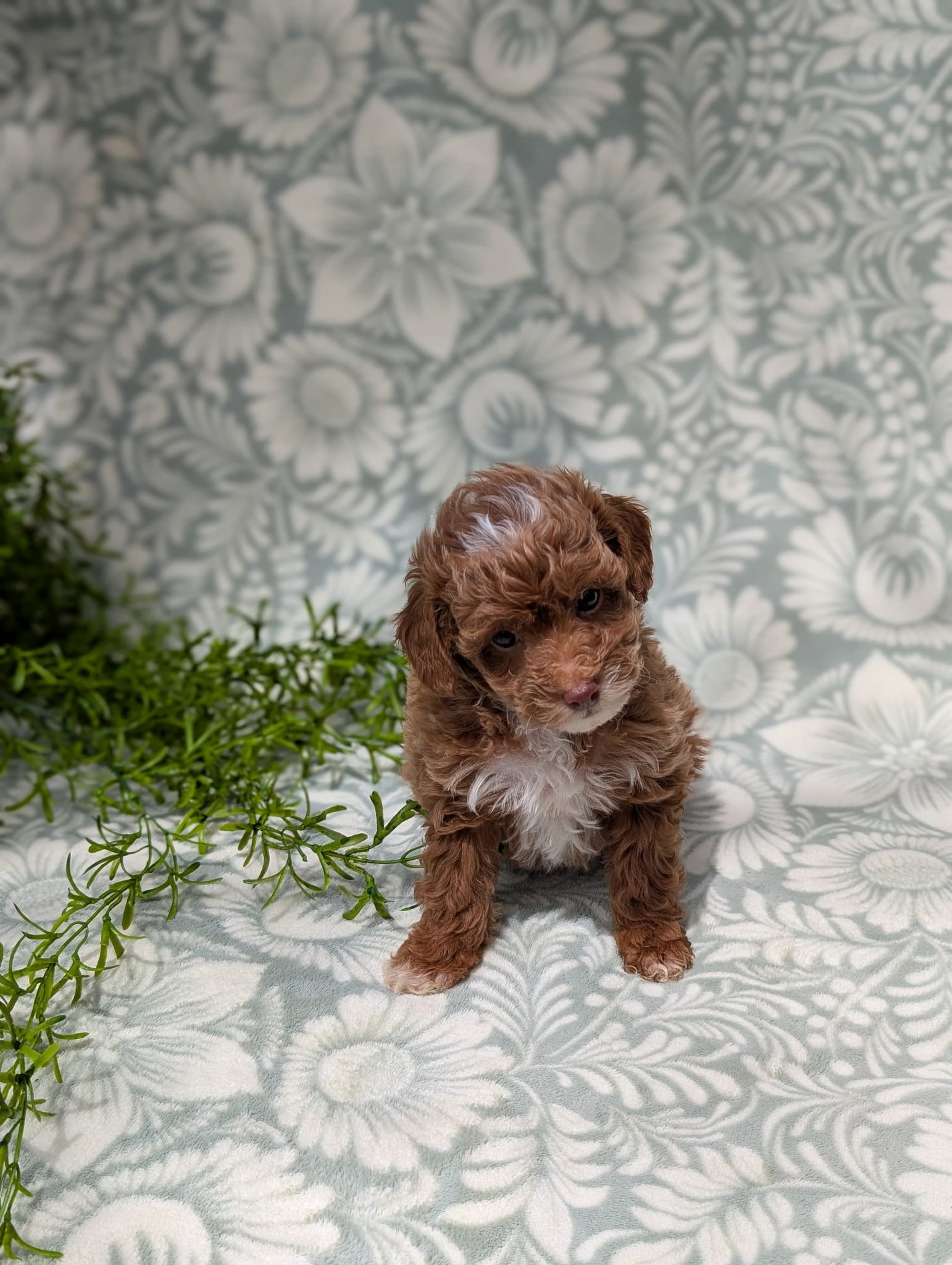 Chanel, a female Poodle - Toy  for sale in Sarasota, FL – 4 of 4