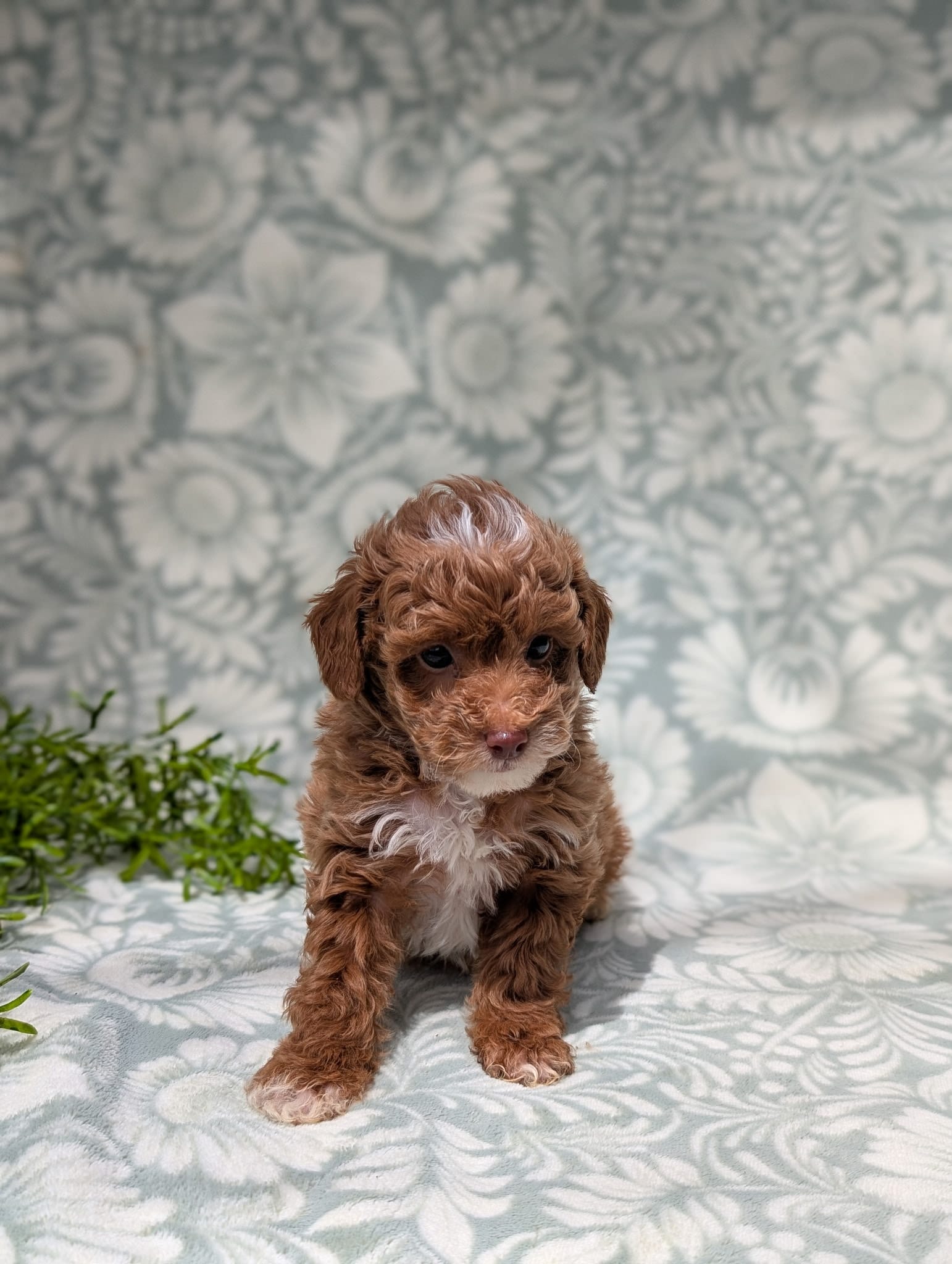 Chanel, a female Poodle - Toy  for sale in Sarasota, FL – 3 of 4