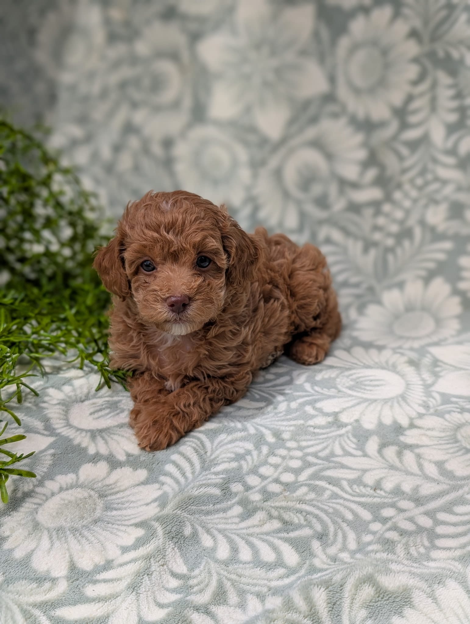 Tiffany, a female Poodle - Toy  for sale in Sarasota, FL – 3 of 5