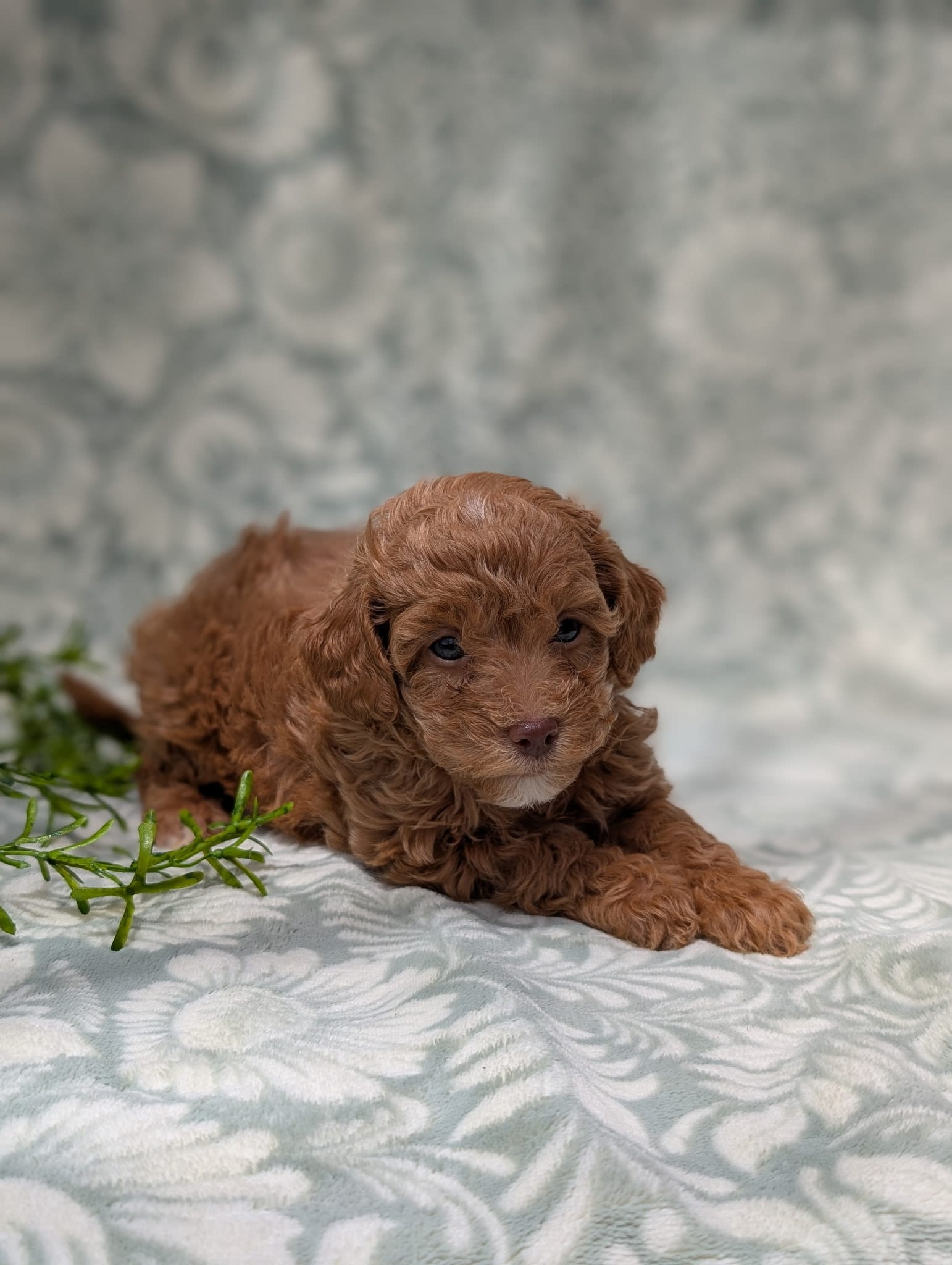 Tiffany – Poodle - Toy  puppy for sale in Sarasota, FL