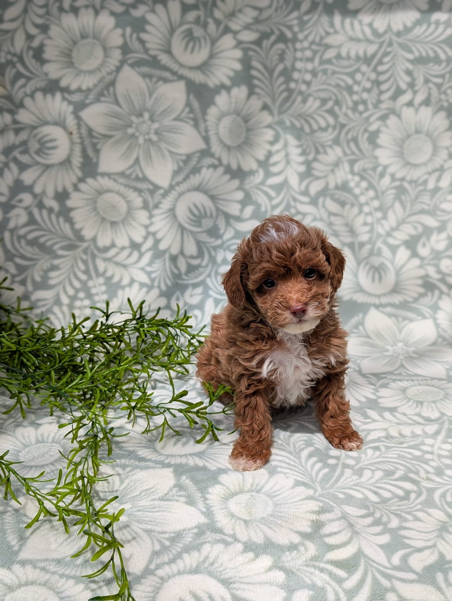 Chanel, a female Poodle - Toy  for sale in Sarasota, FL – 2 of 4