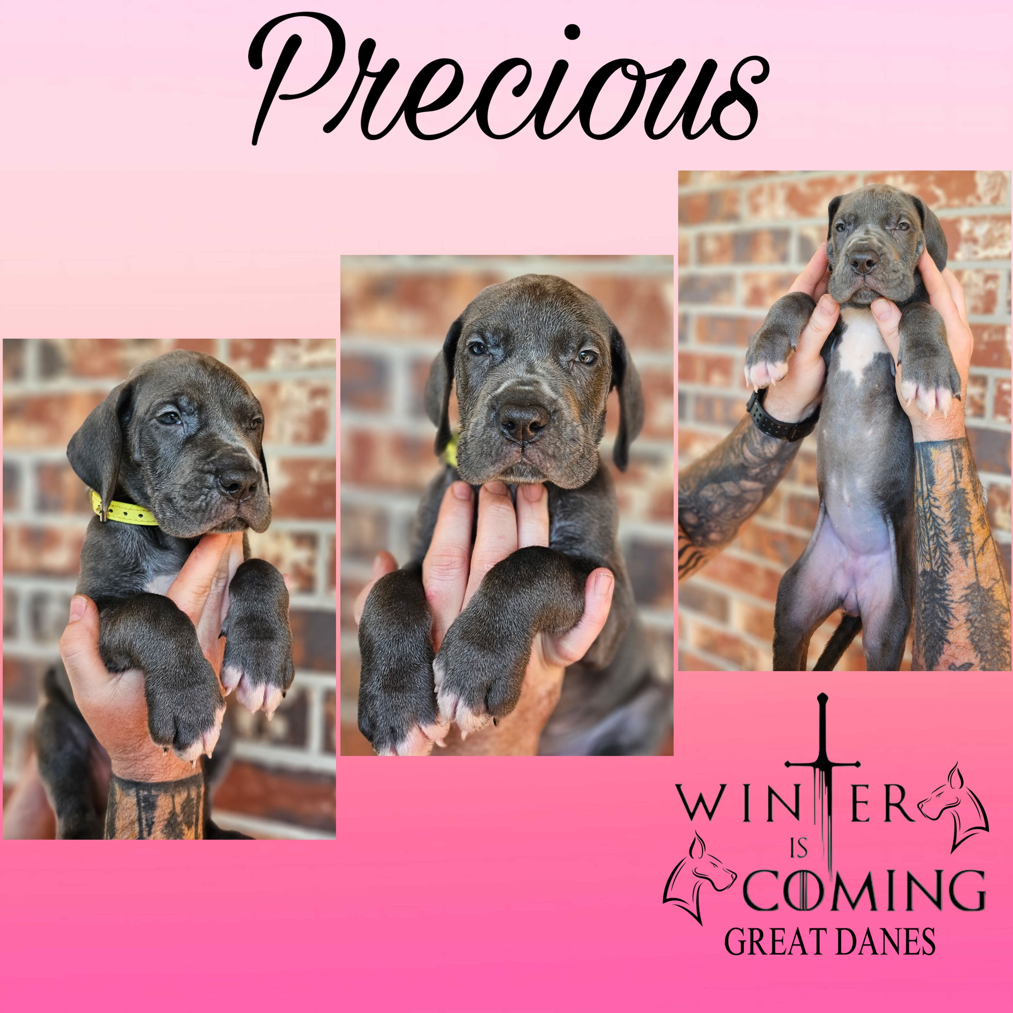 Precious - AKC Limited – Great Dane puppy for sale in Seneca, SC