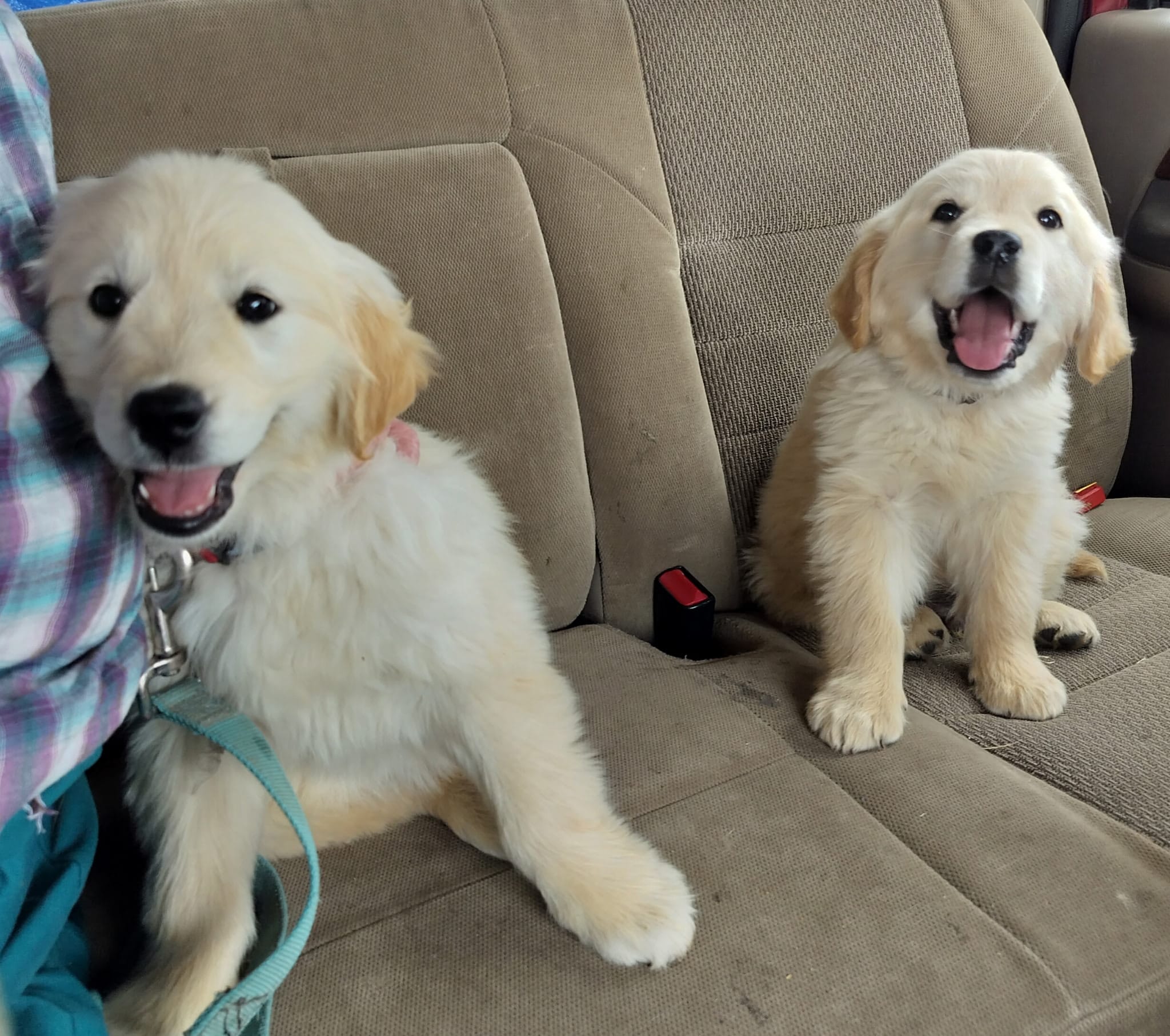 Bear – Golden Retriever, English Cream Golden Retriever puppy for sale in Grand Island, NE