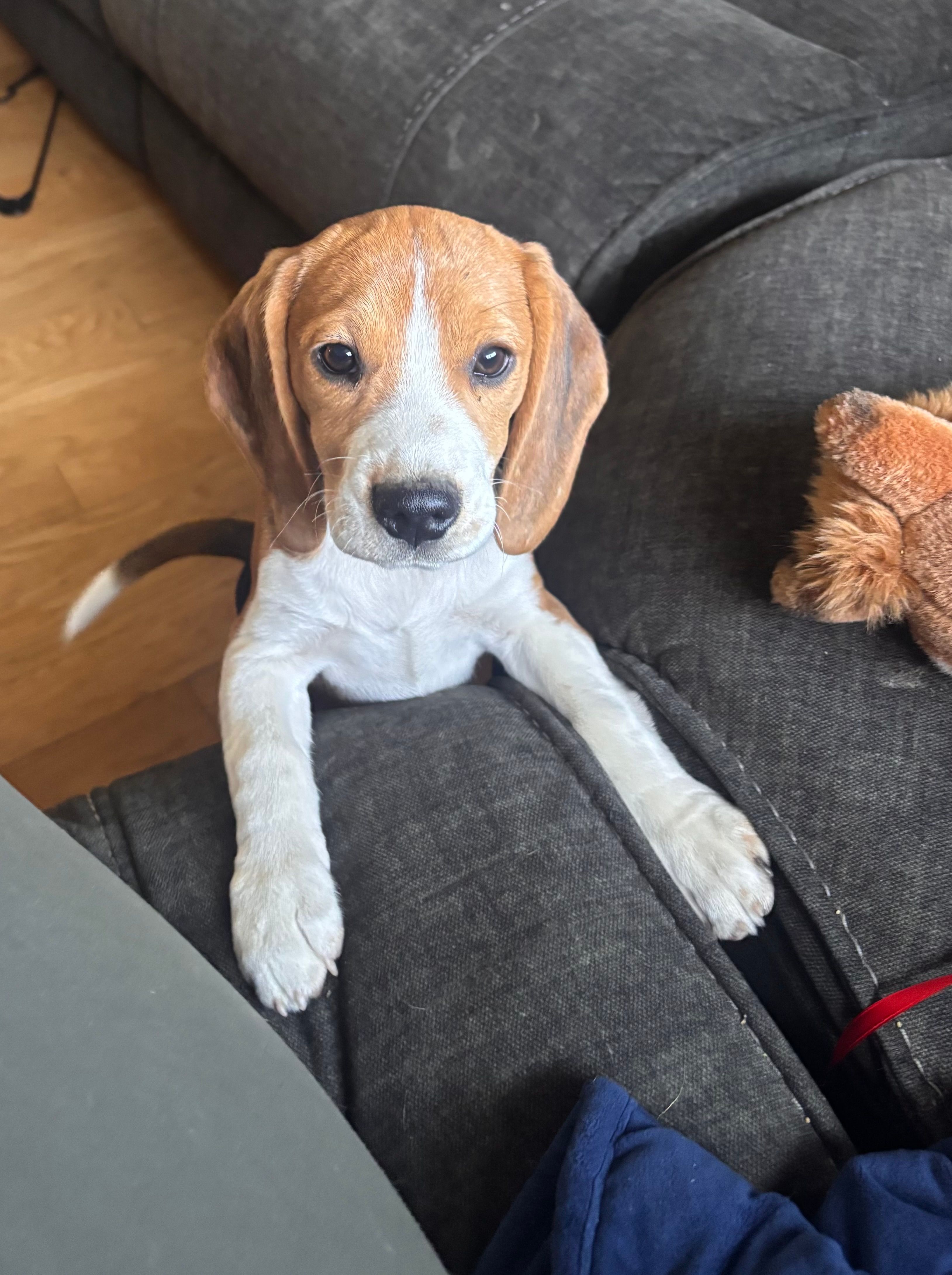 Clarice  – Beagle puppy for sale in Canyon Country, CA