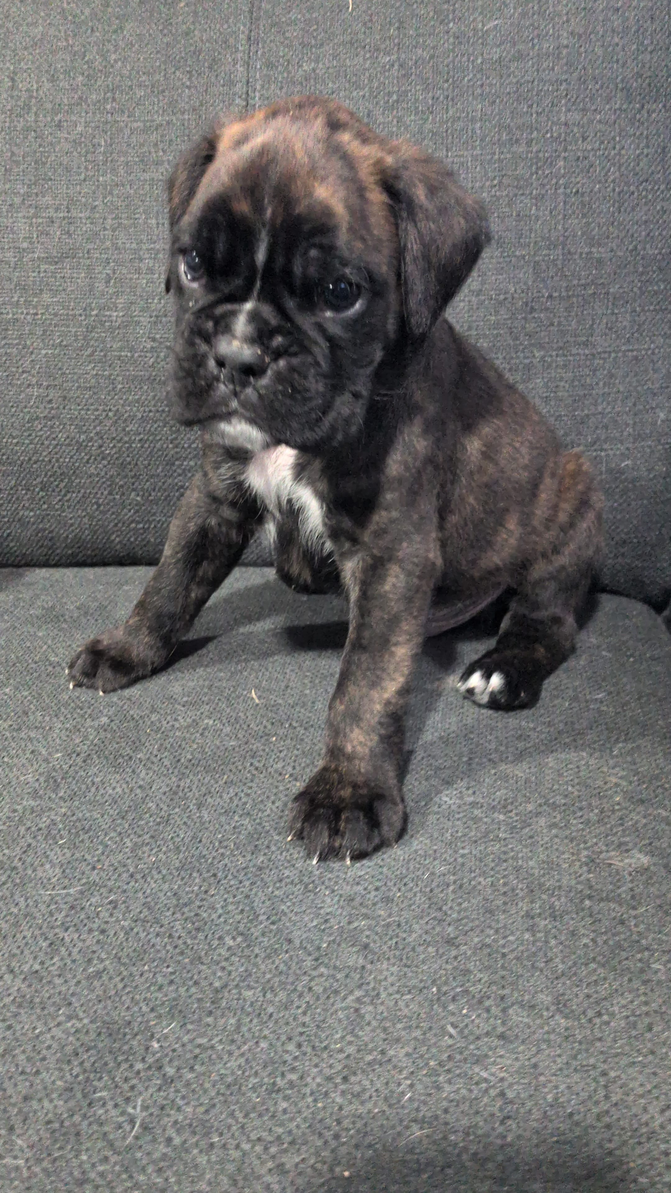 Orange collar  – Boxer puppy for sale in Johnson City, TN