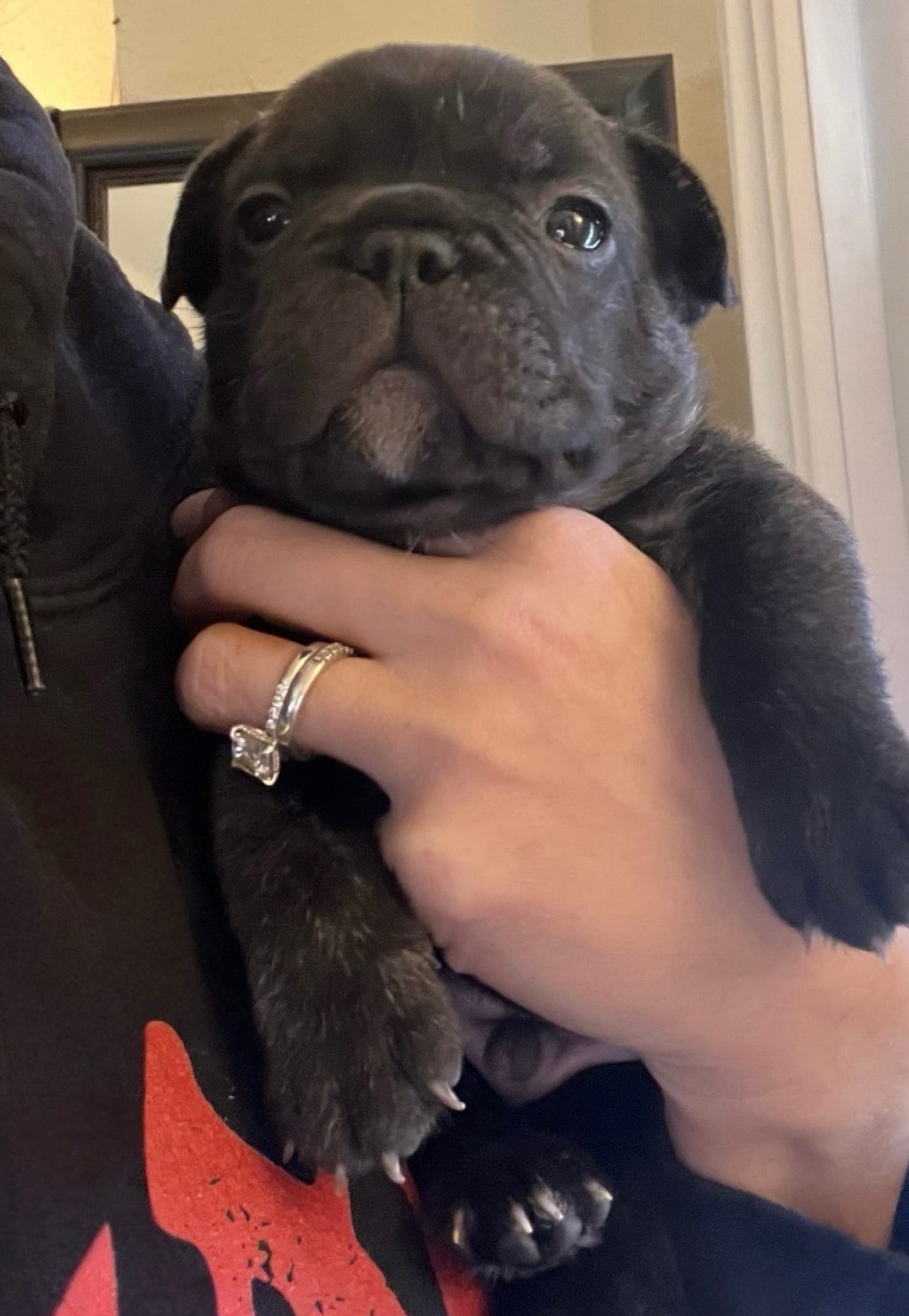 Bear  – French Bulldog puppy for sale in Pollock Pines, CA