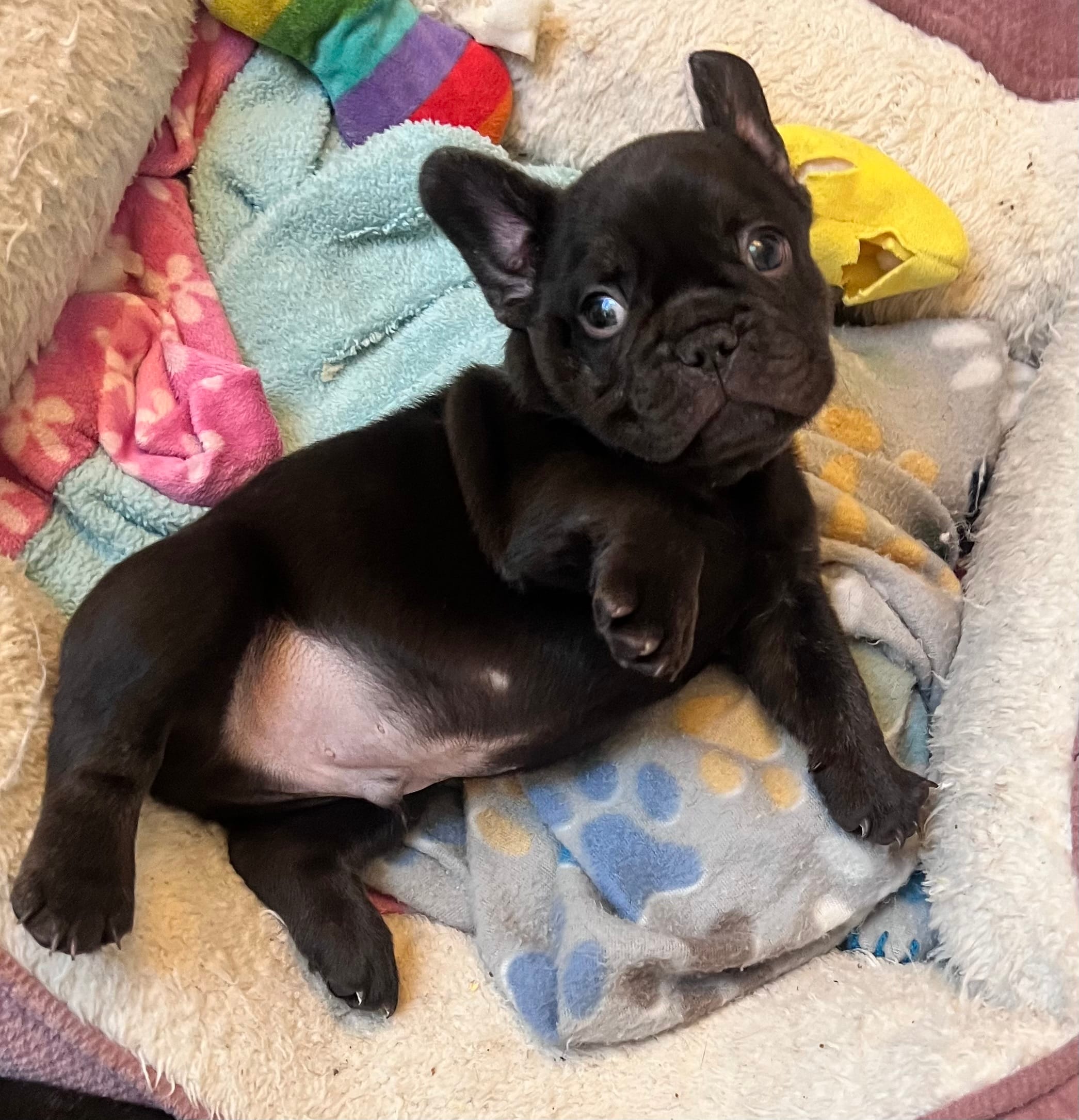 Teddy – French Bulldog puppy for sale in Pollock Pines, CA