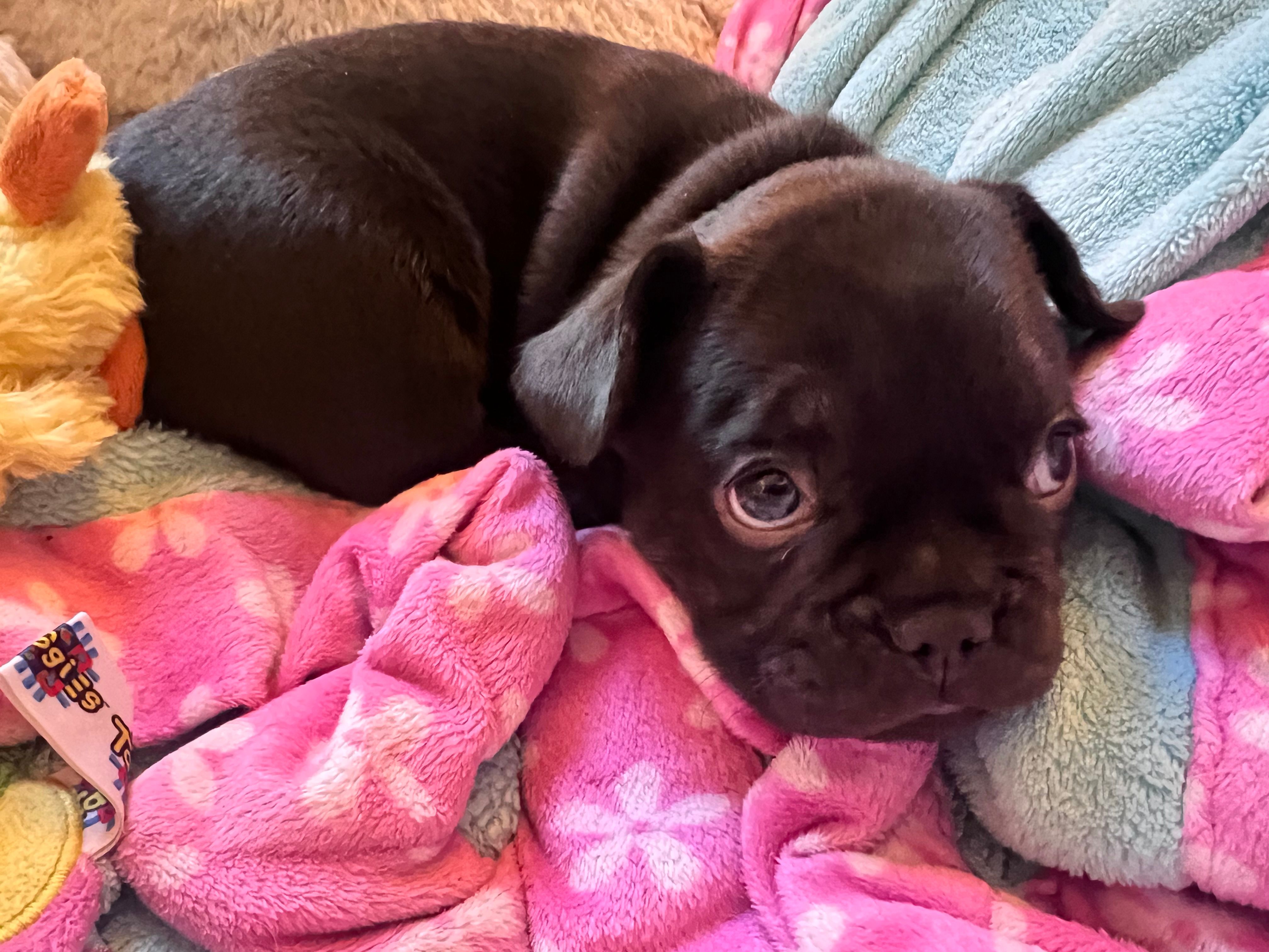 Teddy – French Bulldog puppy for sale in Pollock Pines, CA