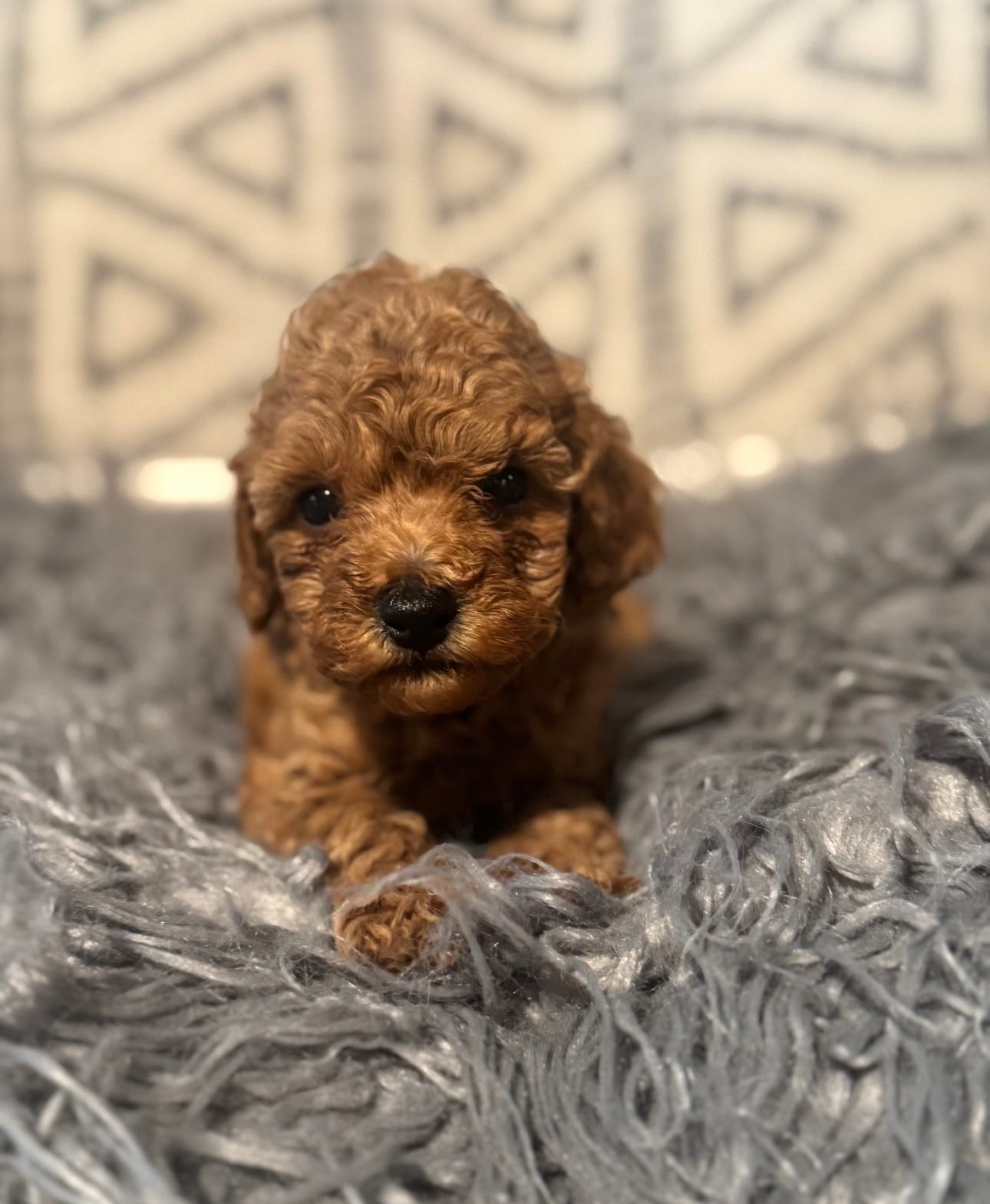 Maxwell – Poodle - Miniature  puppy for sale in Burnettsville, IN