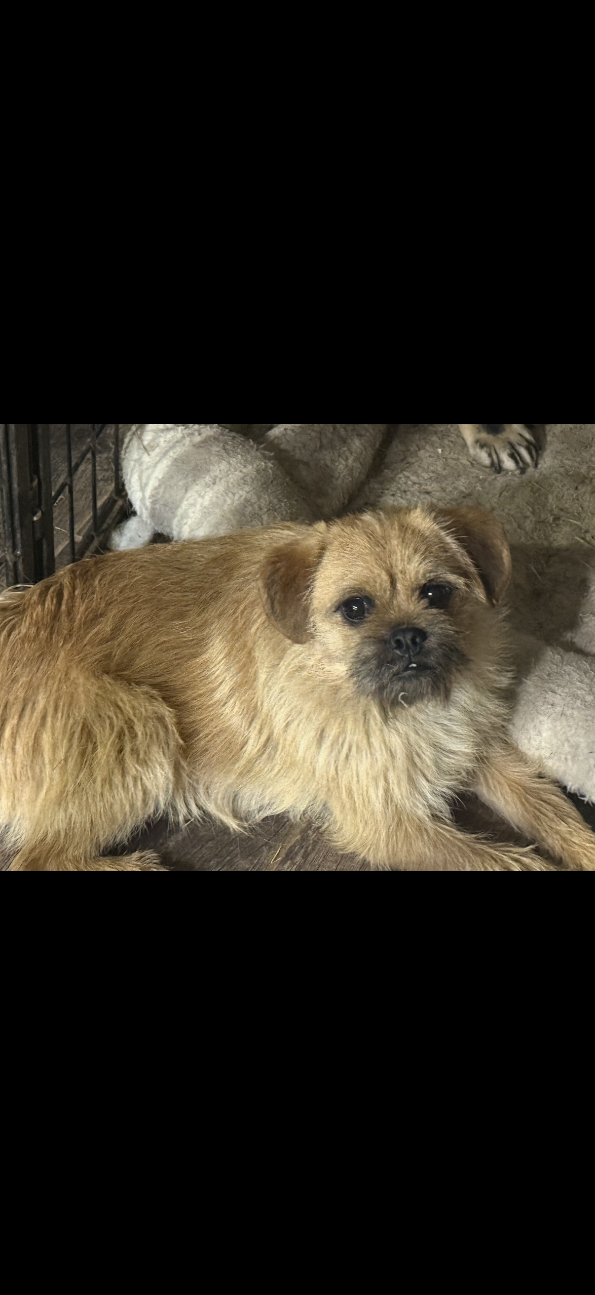 Earl – French Bulldog, Pug puppy for sale in Thorp, WI