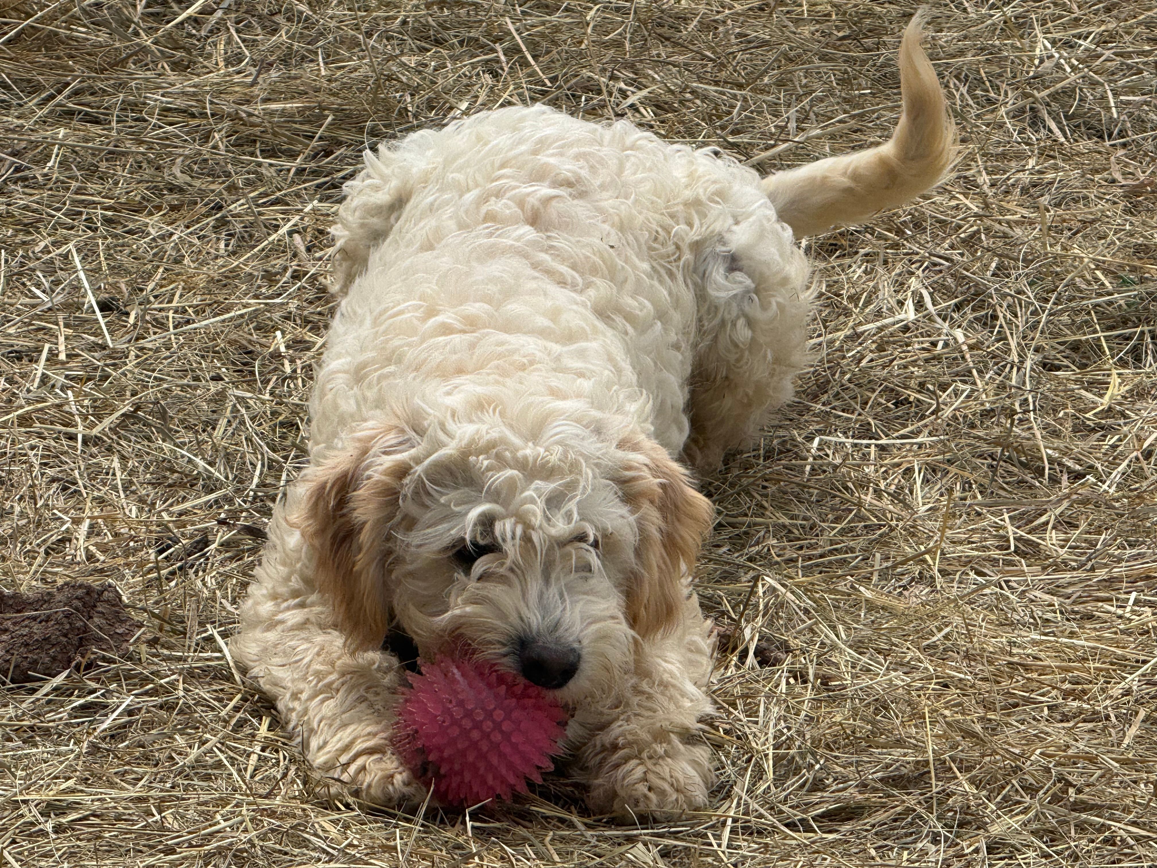 Tanner – English Cream Golden Retriever, Miniature Goldendoodle puppy for sale in Thorp, WI