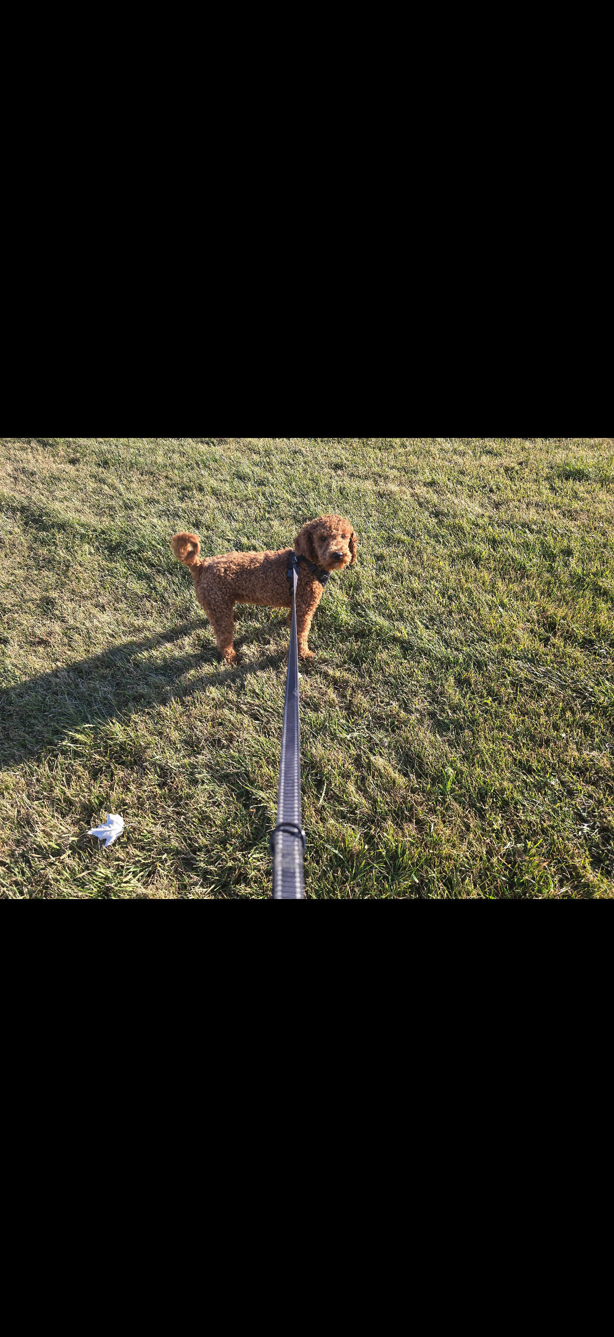 Piper  – Miniature Goldendoodle puppy for sale in Thorp, WI