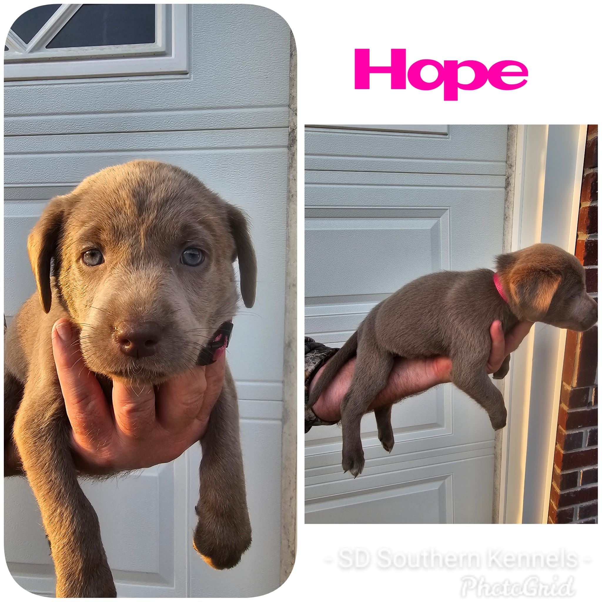 Hope- Pink – Labrador Retriever puppy for sale in Aynor, SC