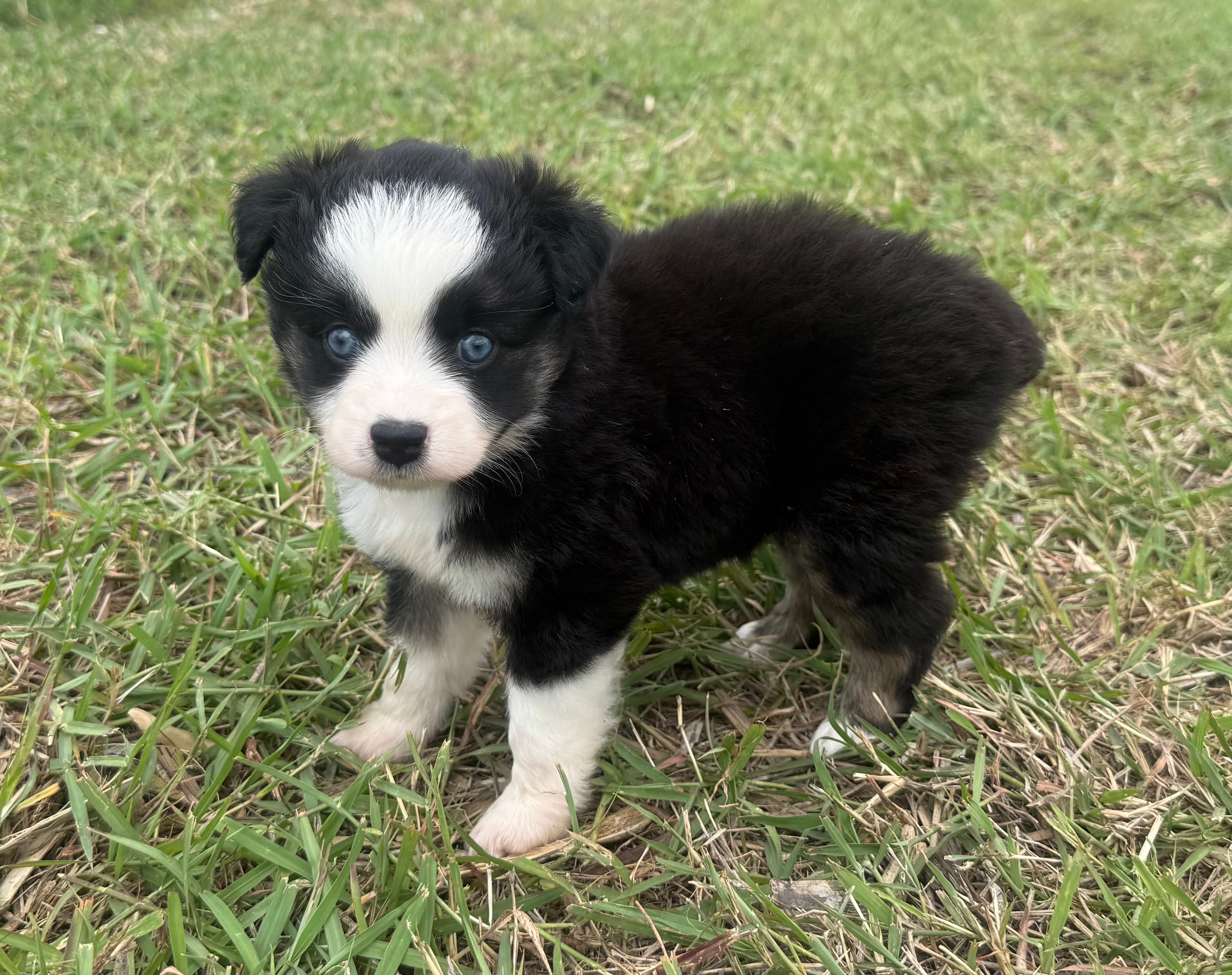 Black Tri Female – Miniature Australian Shepherd puppy for sale in Mathis, TX