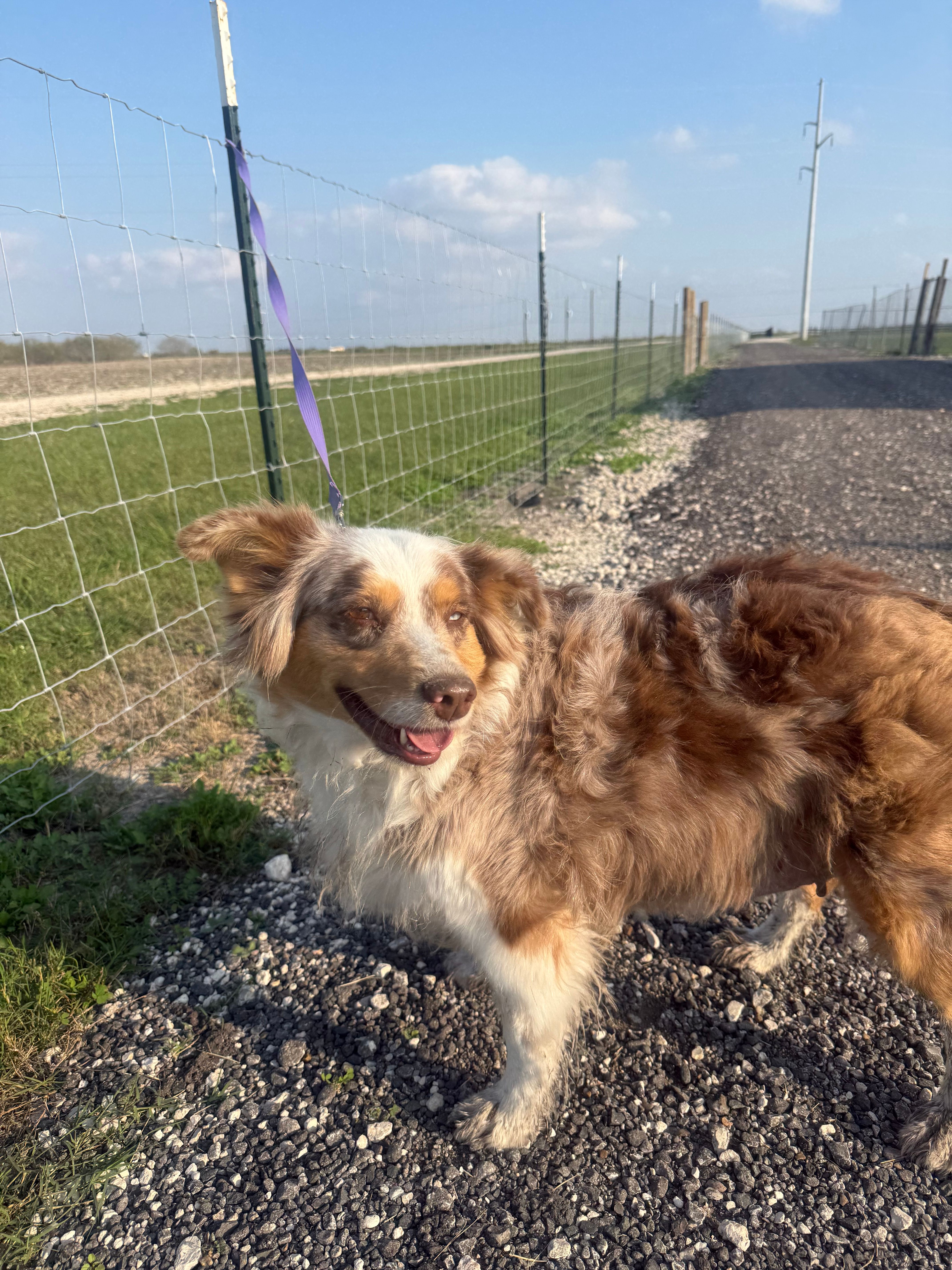 Coconut – Miniature Australian Shepherd puppy for sale in Mathis, TX