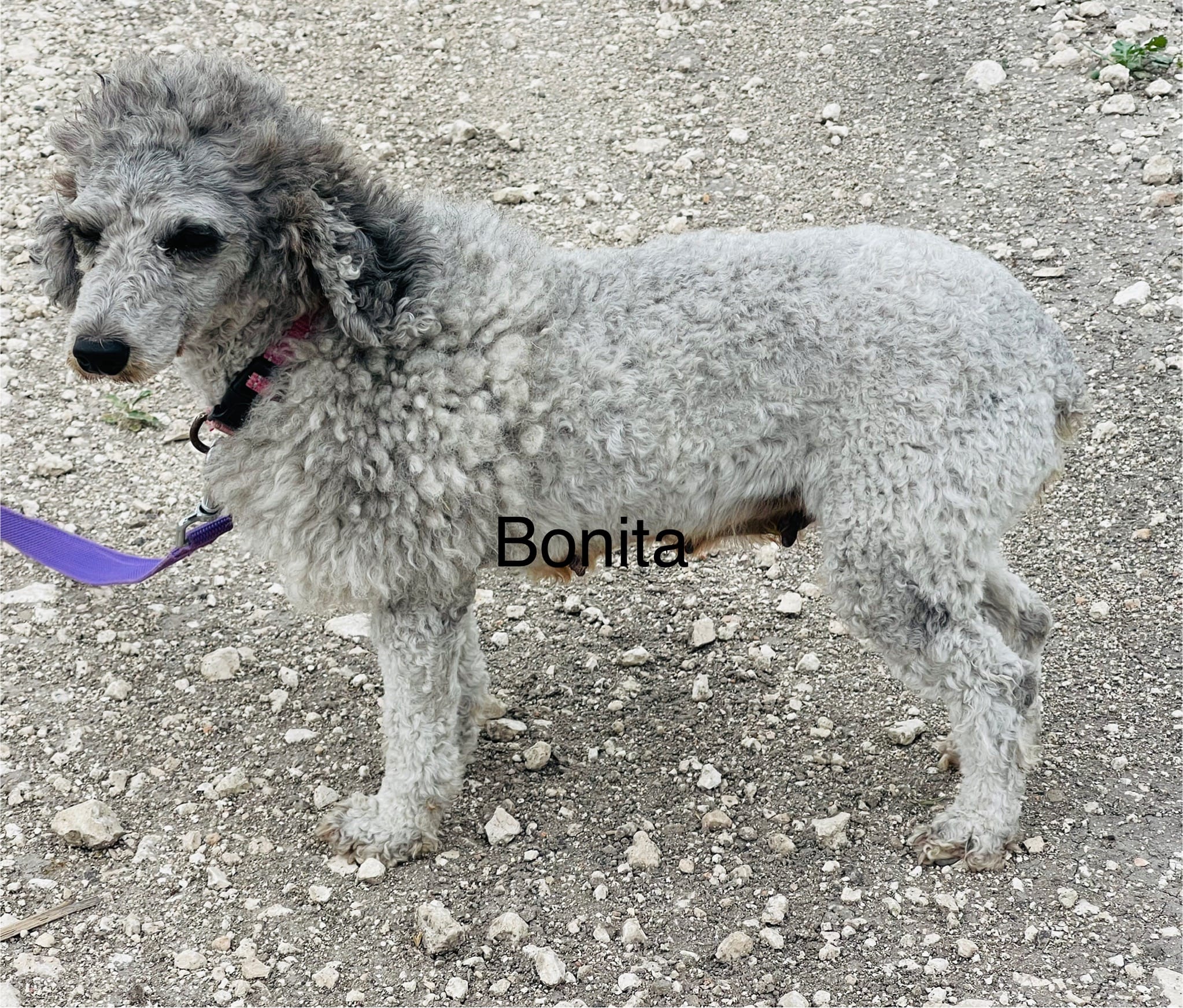 Bonita – Poodle - Miniature  puppy for sale in Mathis, TX