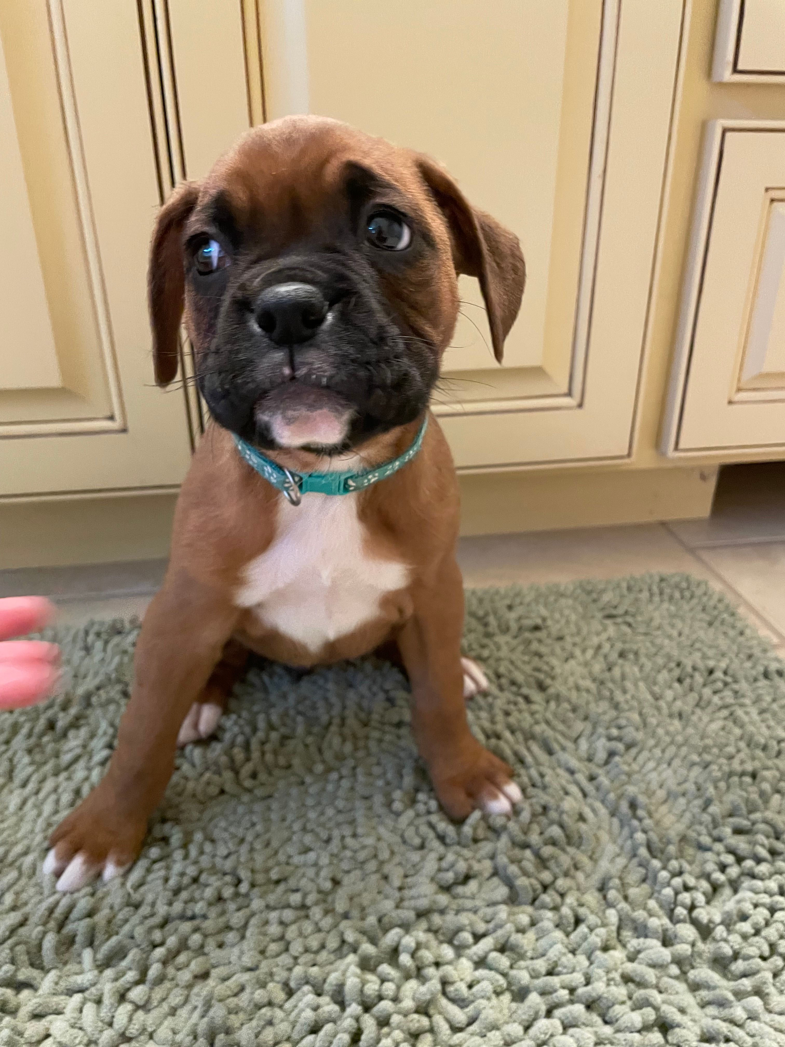 Teal – Boxer puppy for sale in Sevierville, TN