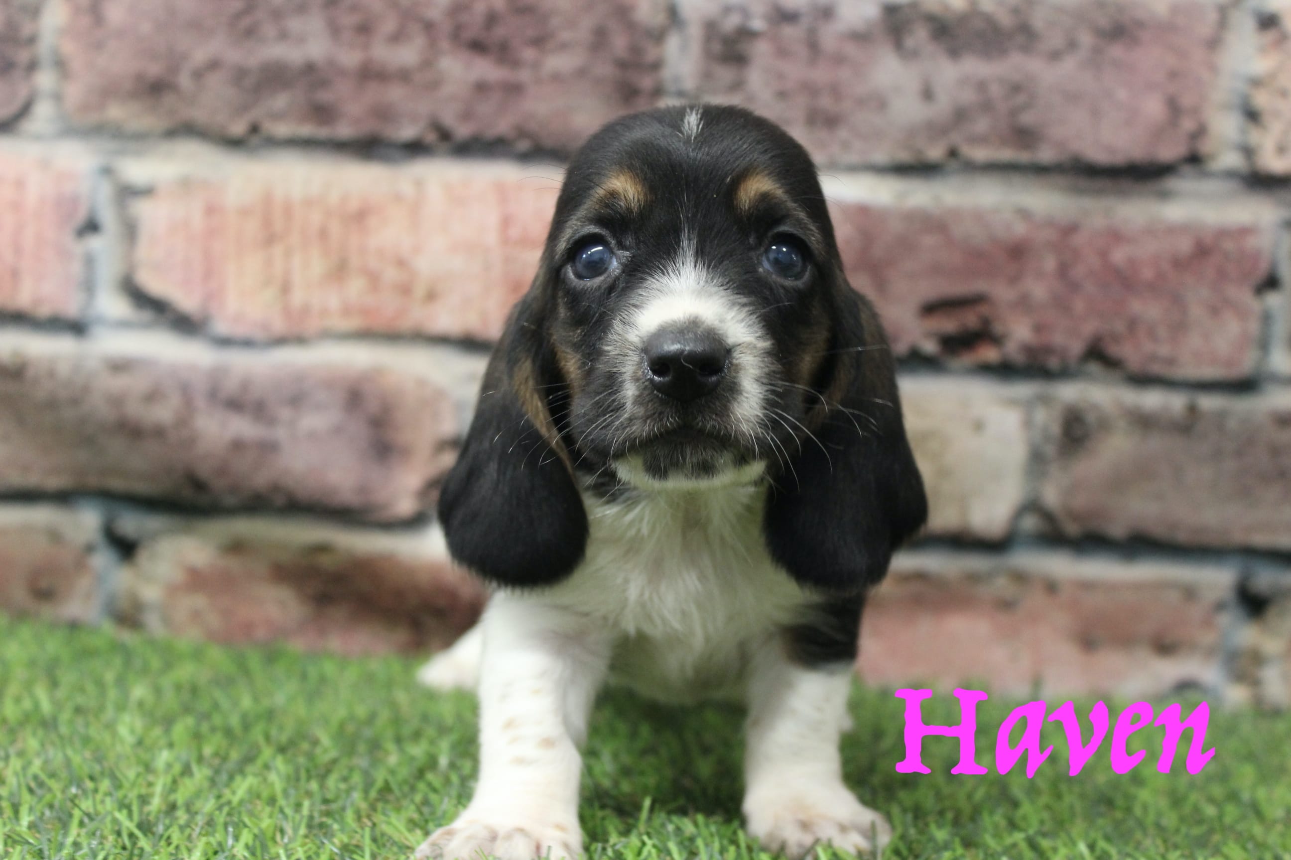 Haven  – Basset Hound puppy for sale in Maurice, IA