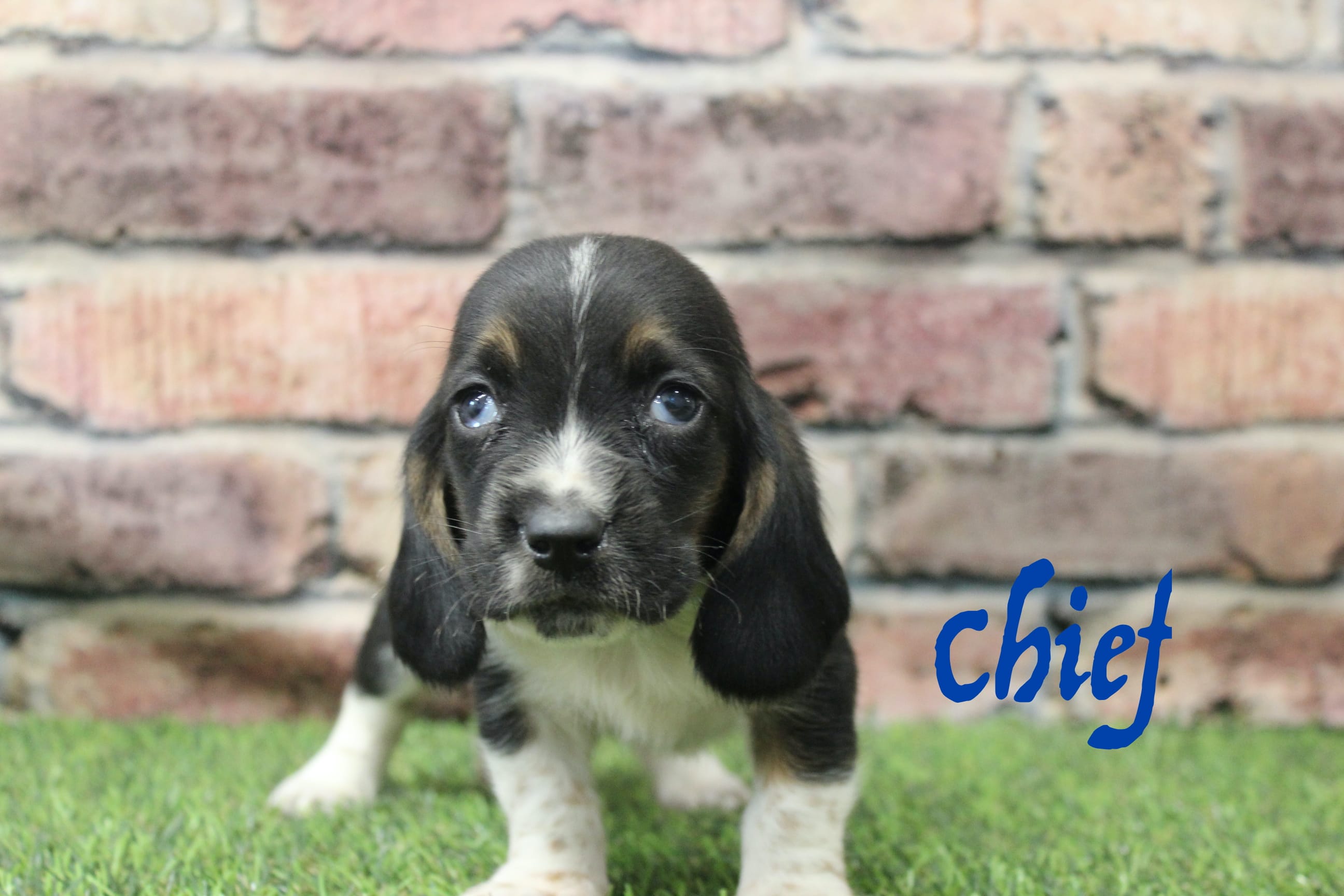 Chief – Basset Hound puppy for sale in Maurice, IA