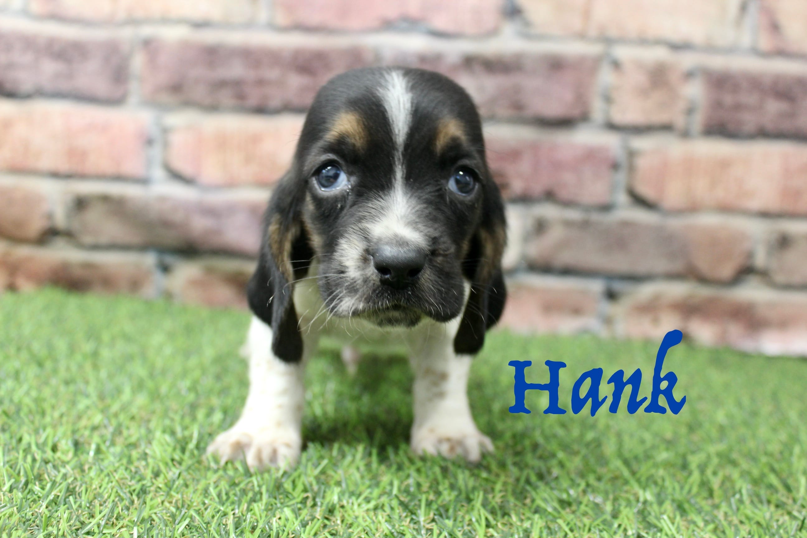 Hank – Basset Hound puppy for sale in Maurice, IA
