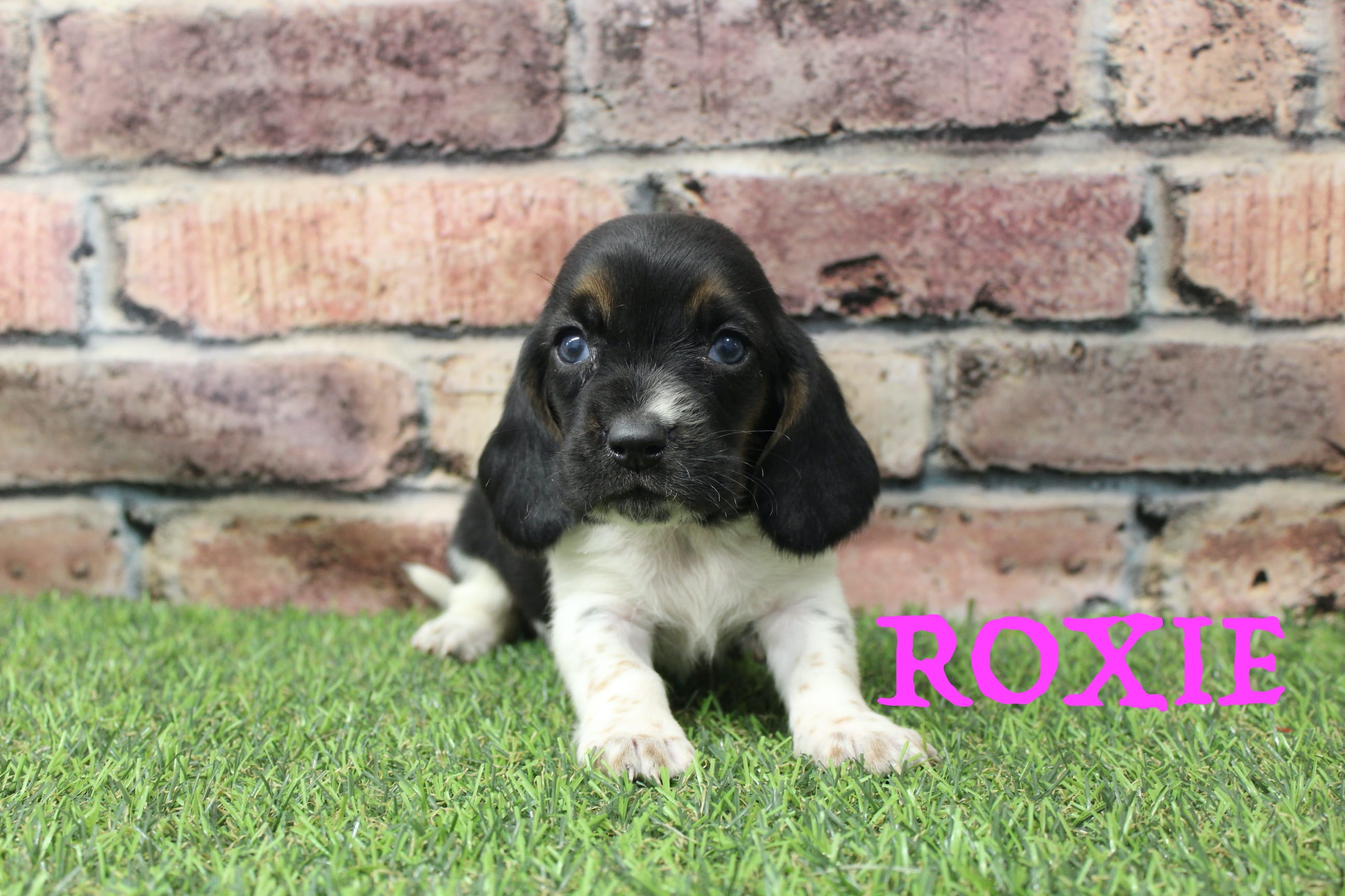 Roxie  – Basset Hound puppy for sale in Maurice, IA