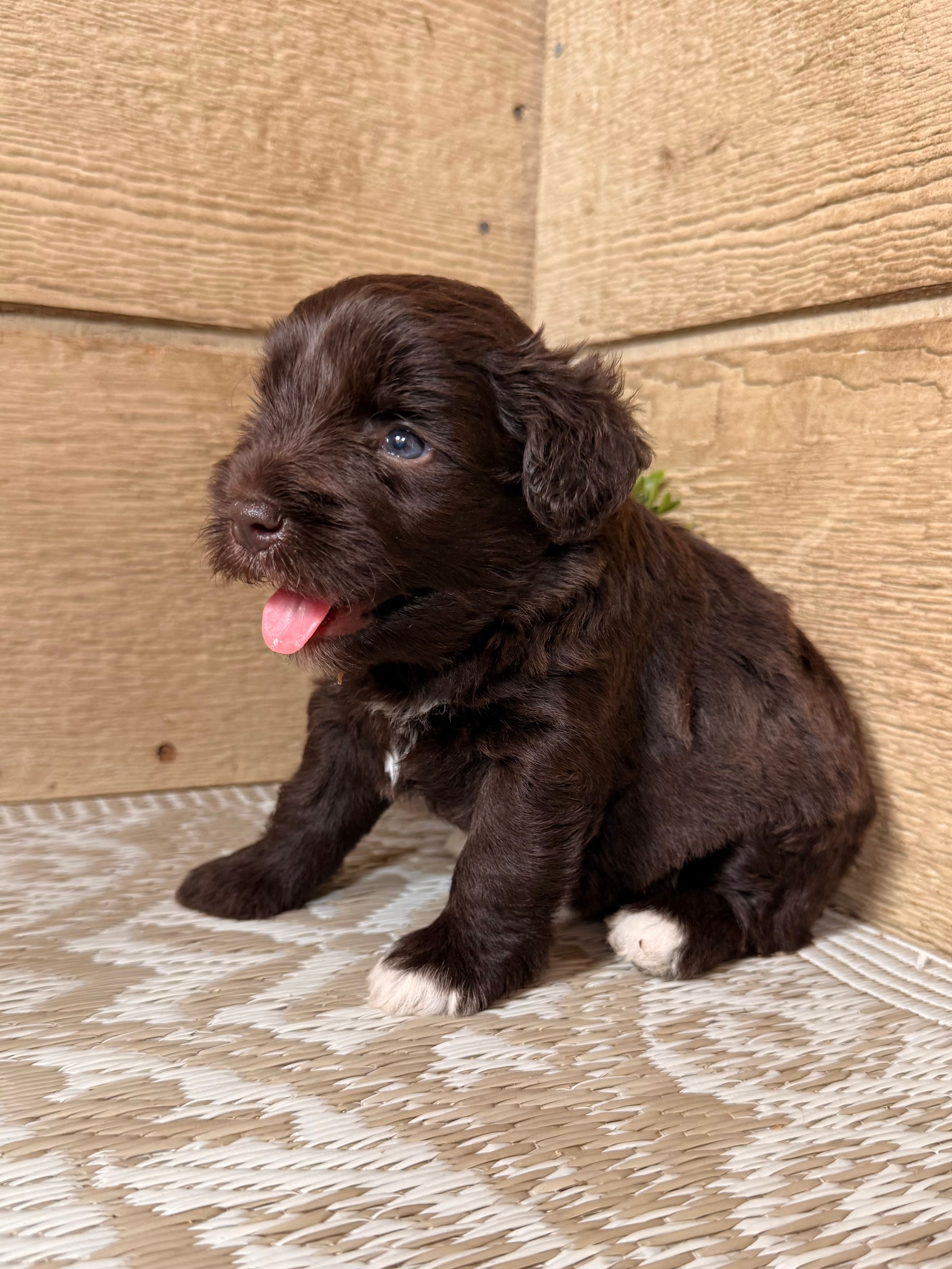 Chocolate Female – Miniature Schnauzer puppy for sale in Buffalo, TX