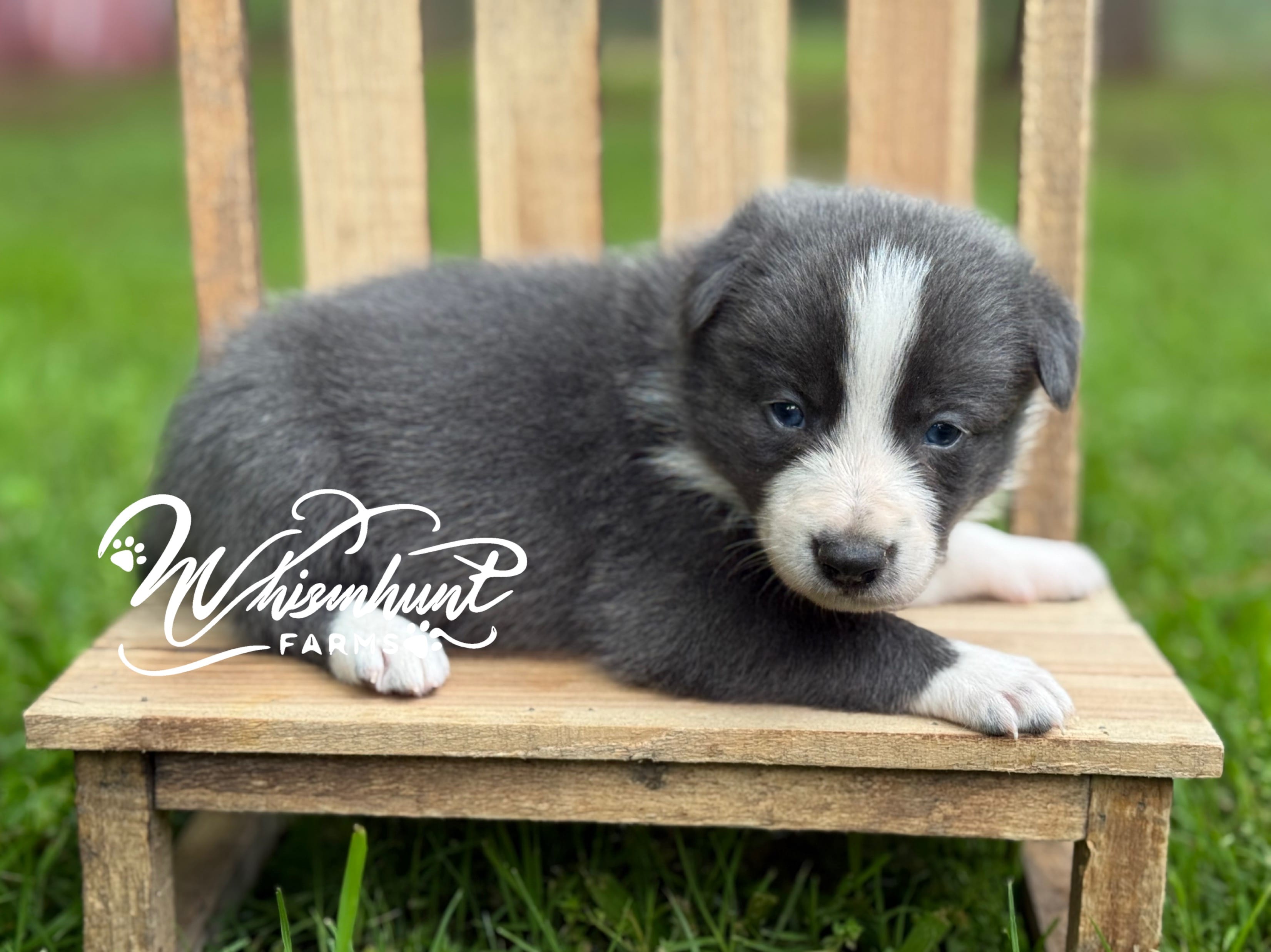 Smooth Blue BOY – Border Collie puppy for sale in Nashville, AR