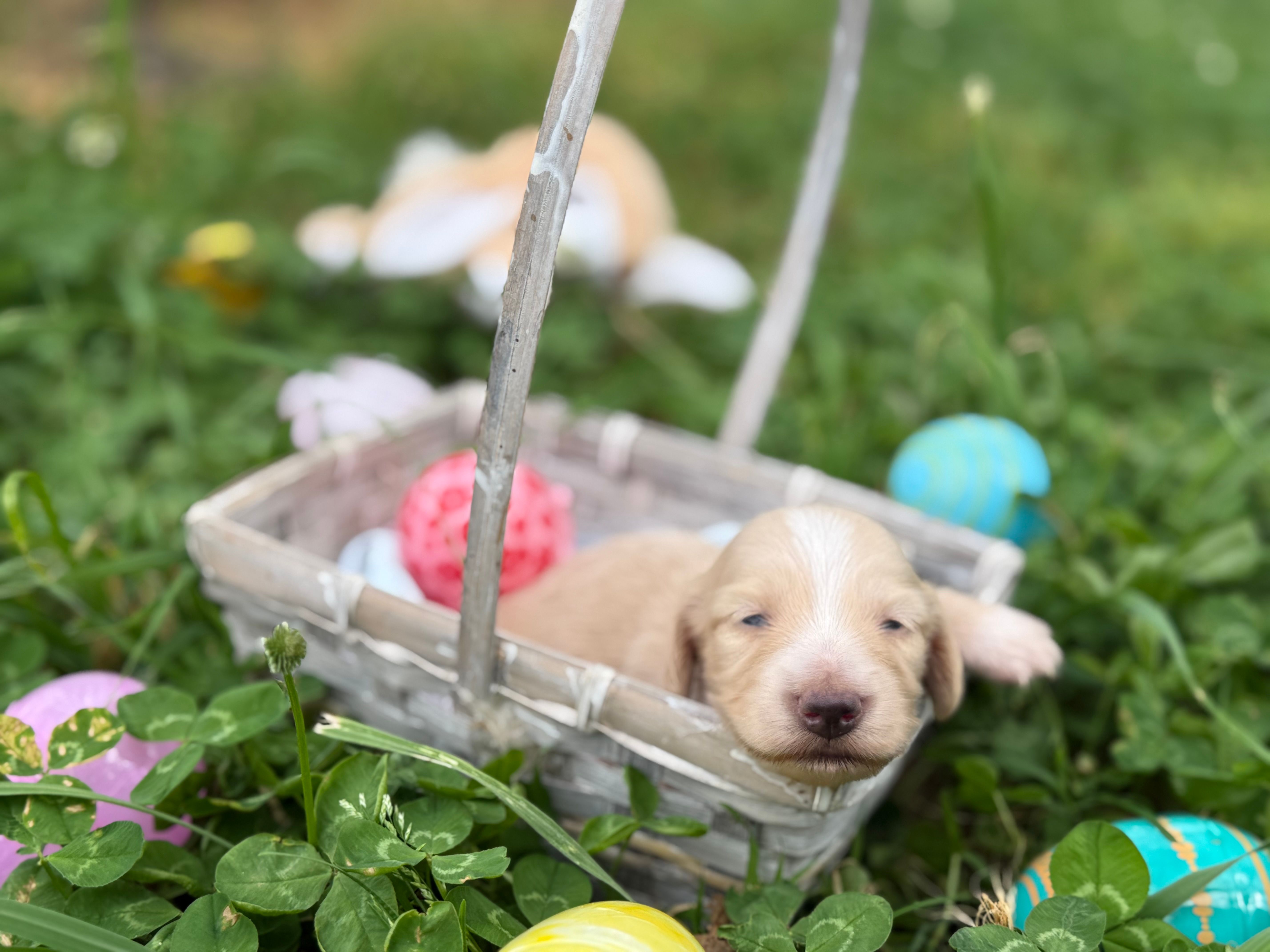 ee cream long hair AKC – Miniature Dachshund puppy for sale in Nashville, AR