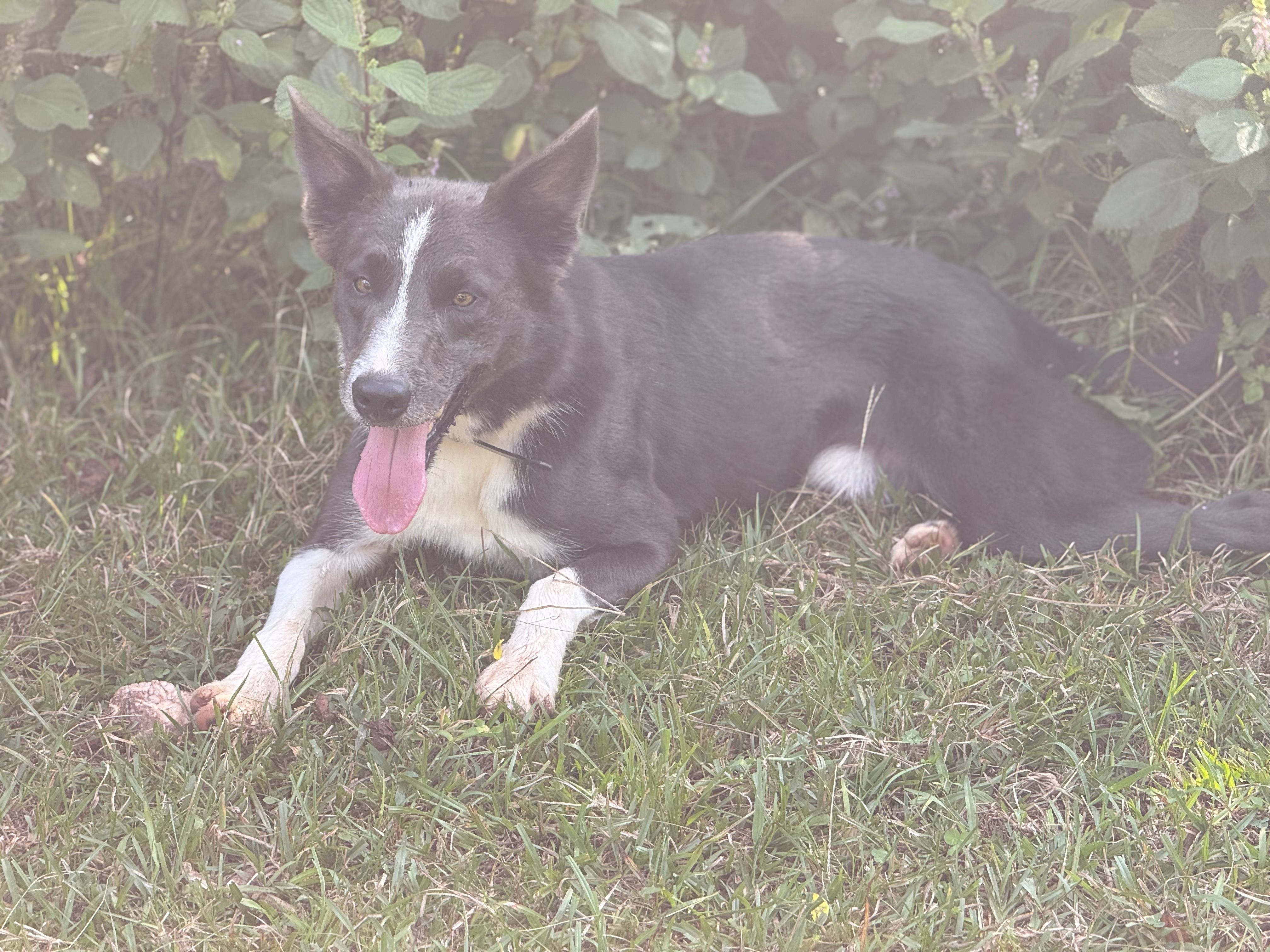 Dilute Girl – Border Collie puppy for sale in Nashville, AR